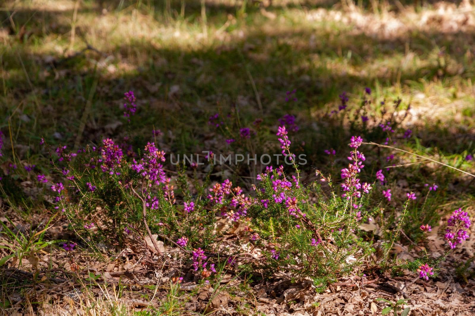 Detail of some little purple in the grass