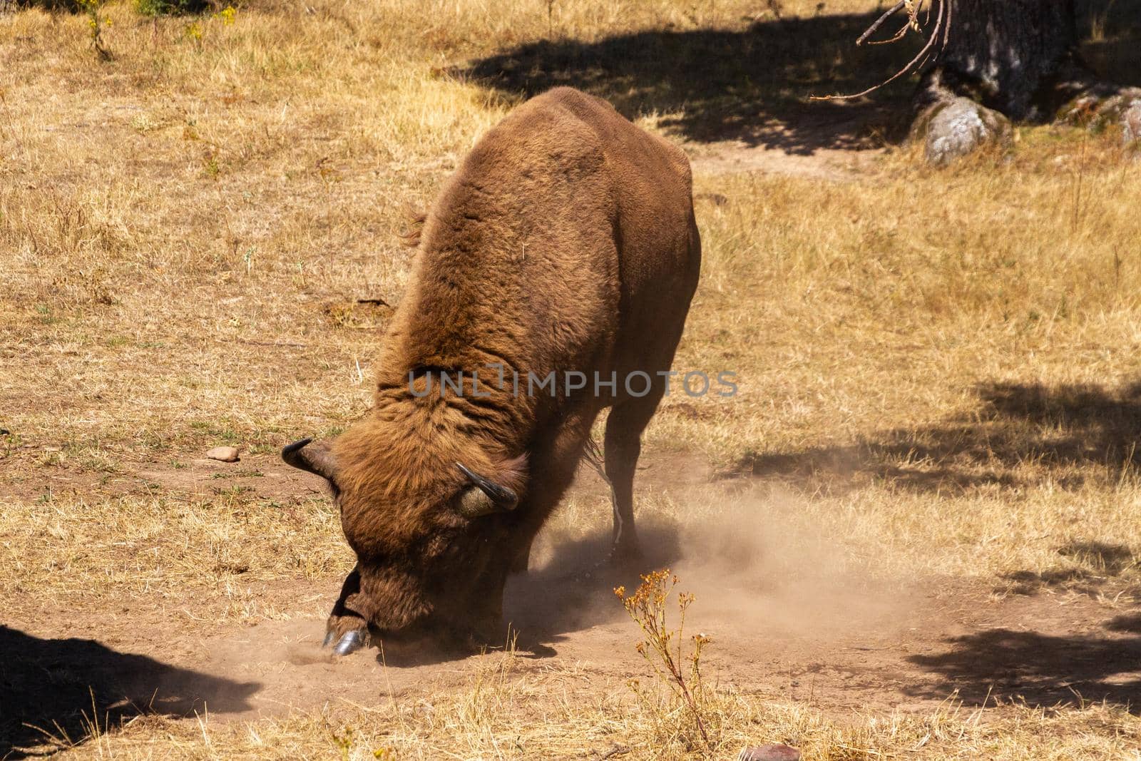 Full-length shot of a bison standing in a brown dry field