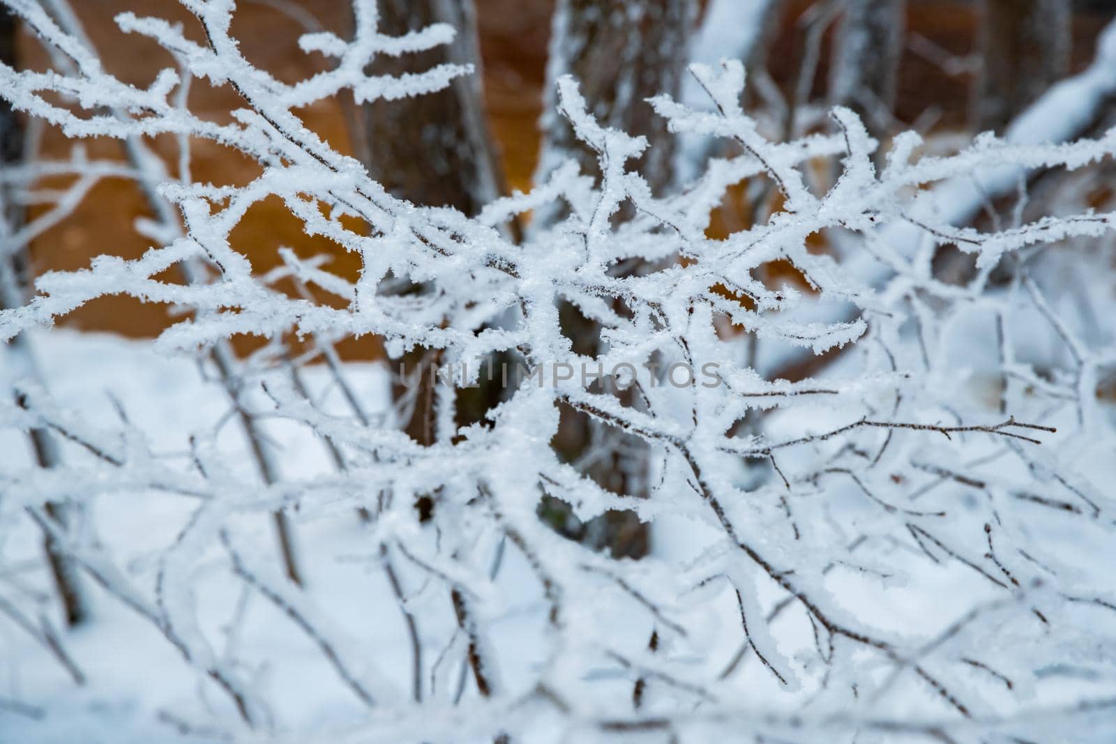 The wild nature at sunset, the wild frozen small river in the winter wood, the Red River, ice, snow-covered trees. High quality photo