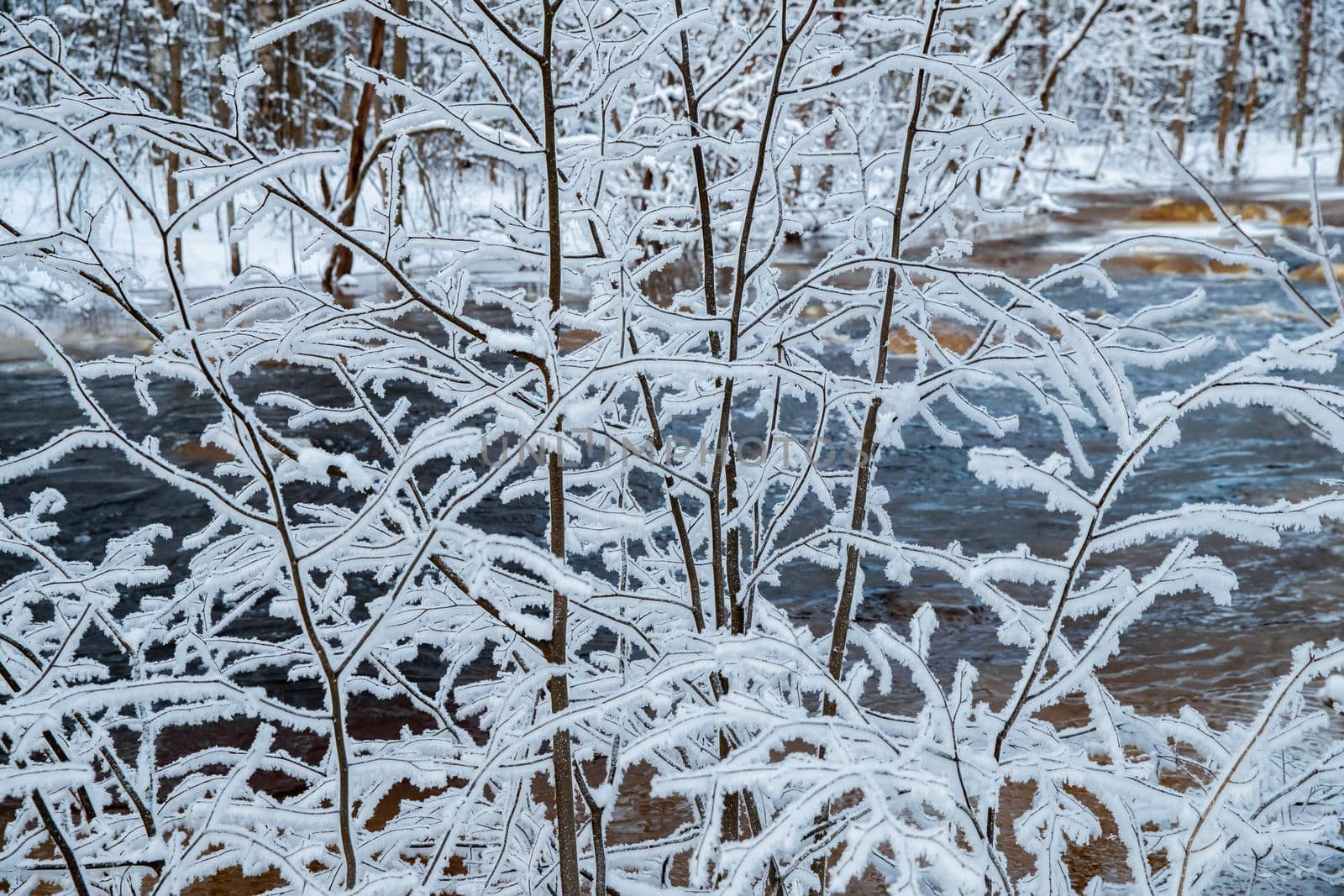 The wild nature at sunset, the wild frozen small river in the winter wood, the Red River, ice, snow-covered trees. High quality photo