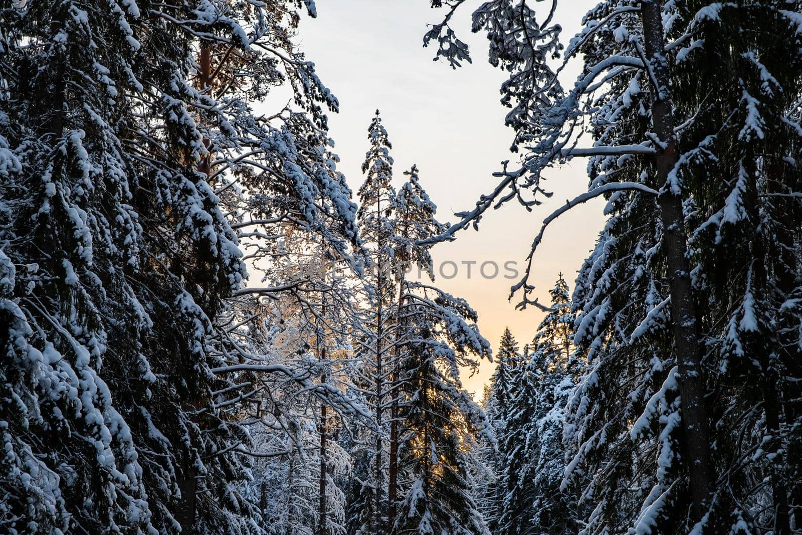 Winter tree tops viewed looking up at sunset. Bottom view trees. Blue sky. Trunks of larches. Forest abstract background. by vladimirdrozdin