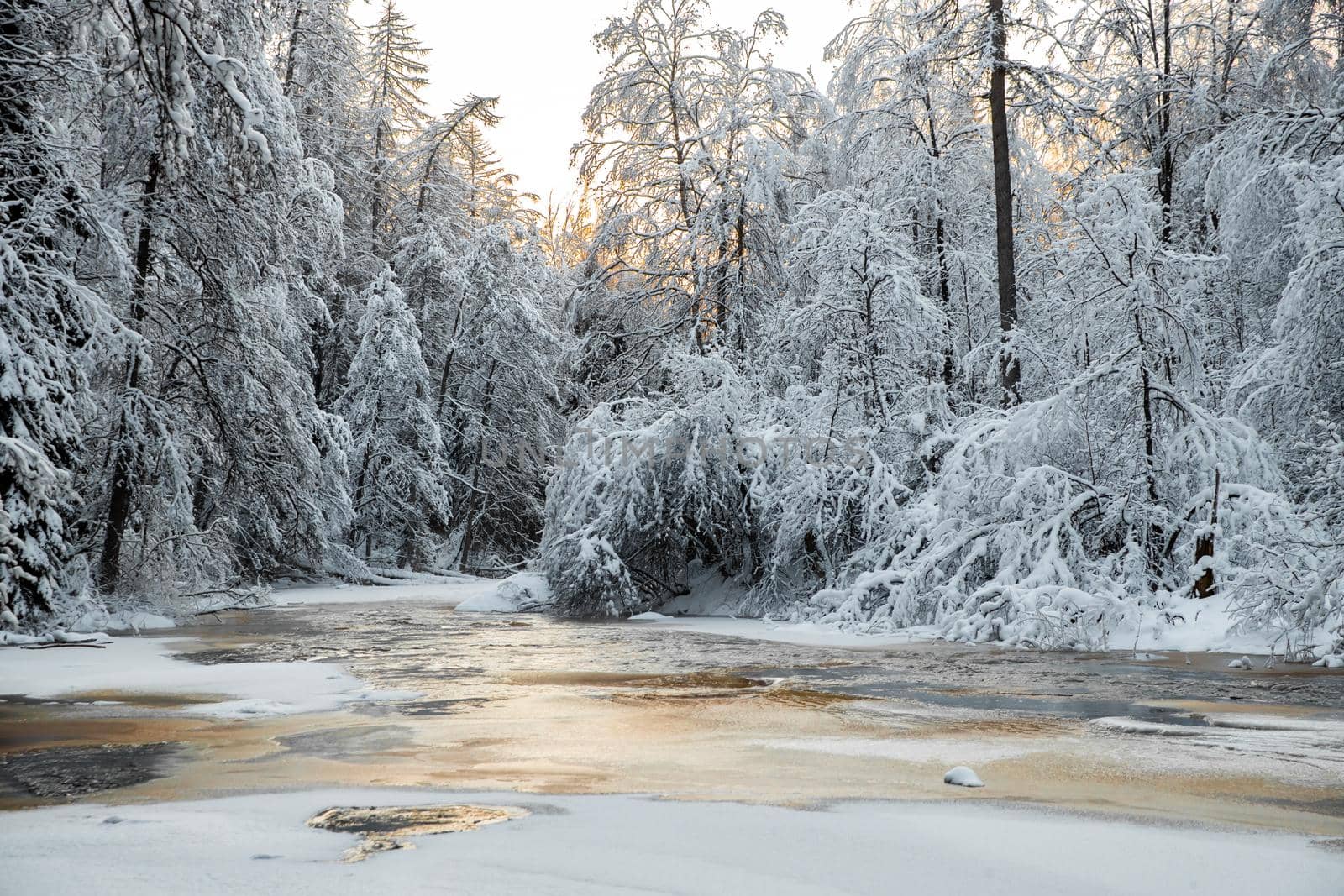 The wild frozen small river in the winter wood, the wild nature at sunset, the river of red color, ice, snow-covered trees by vladimirdrozdin