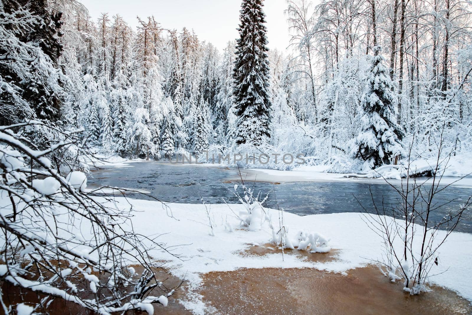 The wild frozen small river in the winter wood, the wild nature at sunset, the river of red color, ice, snow-covered trees by vladimirdrozdin