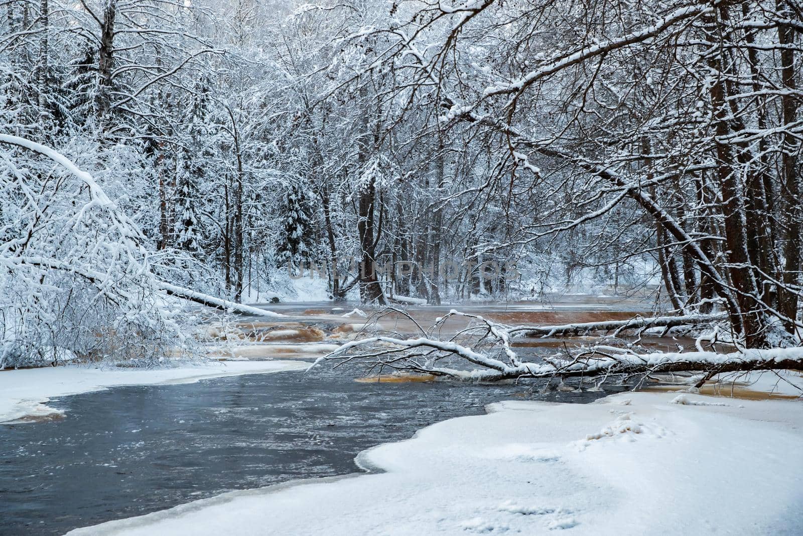 The wild frozen small river in the winter wood, the wild nature at sunset, the river of red color, ice, snow-covered trees by vladimirdrozdin