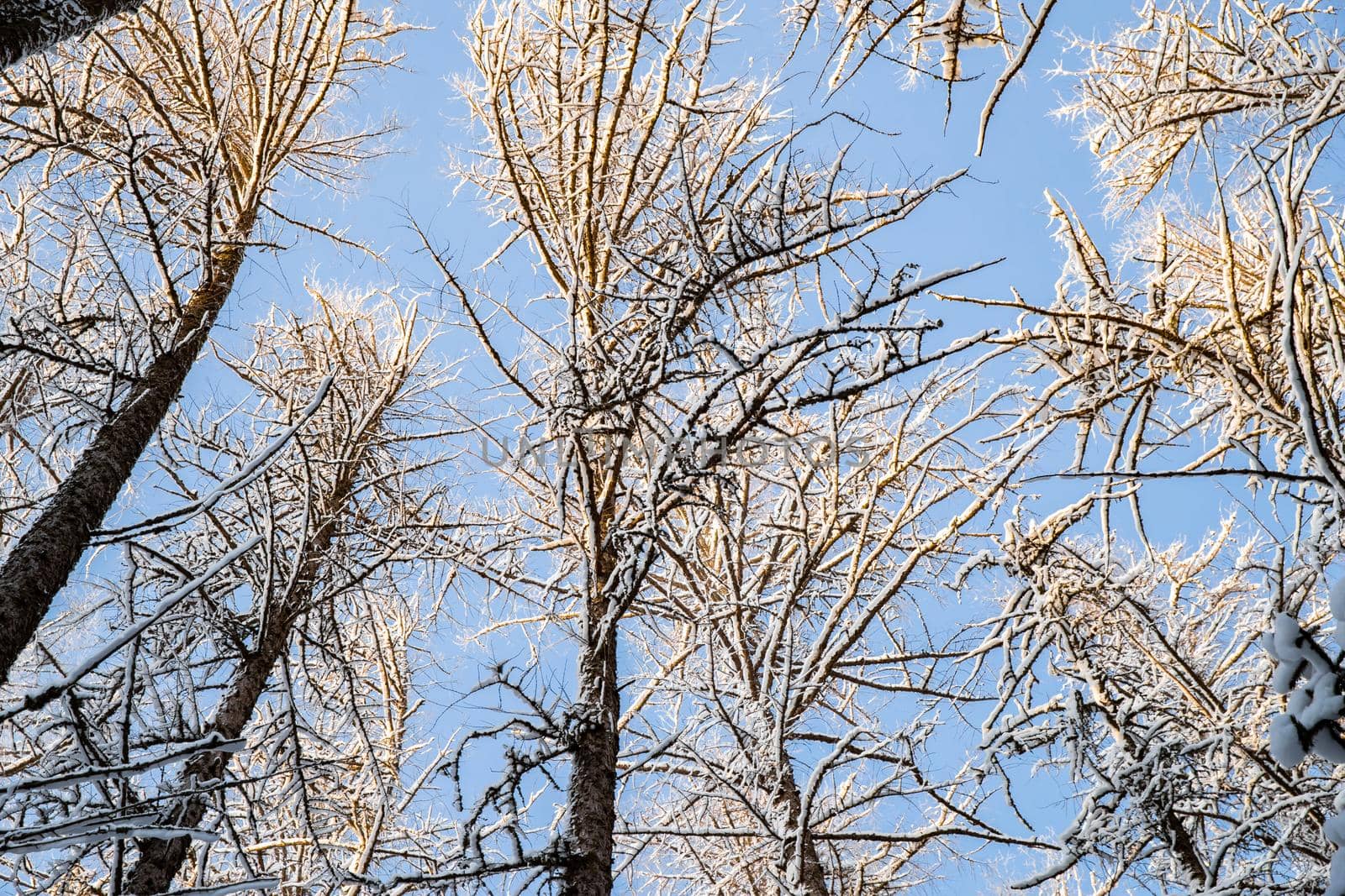 Winter tree tops viewed looking up at sunset. Bottom view trees. Blue sky. Trunks of larches. Forest abstract background. . High quality photo