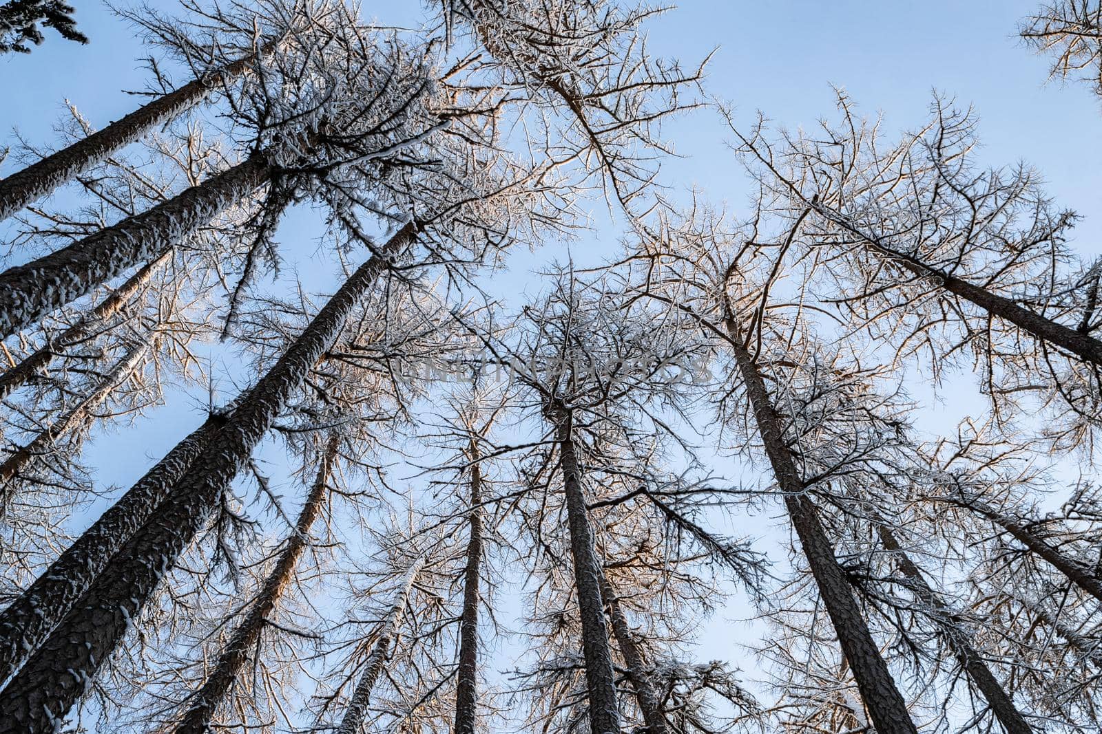 Winter tree tops viewed looking up at sunset. Bottom view trees. Blue sky. Trunks of larches. Forest abstract background. . High quality photo