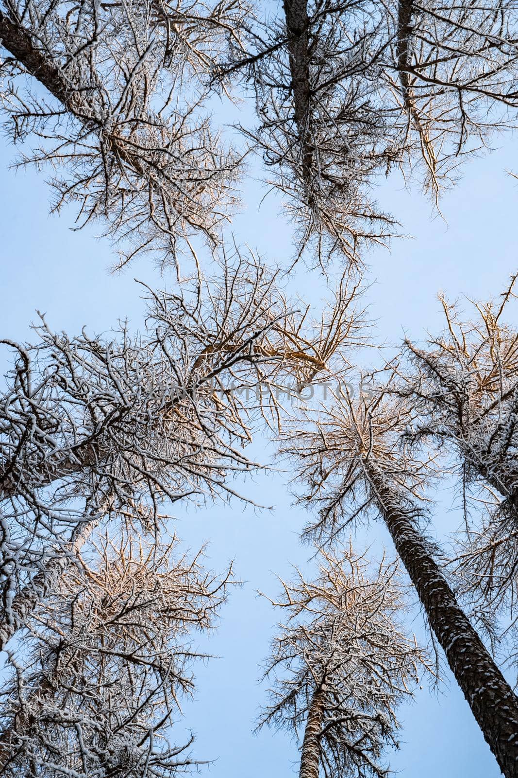 Winter tree tops viewed looking up at sunset. Bottom view trees. Blue sky. Trunks of larches. Forest abstract background. by vladimirdrozdin