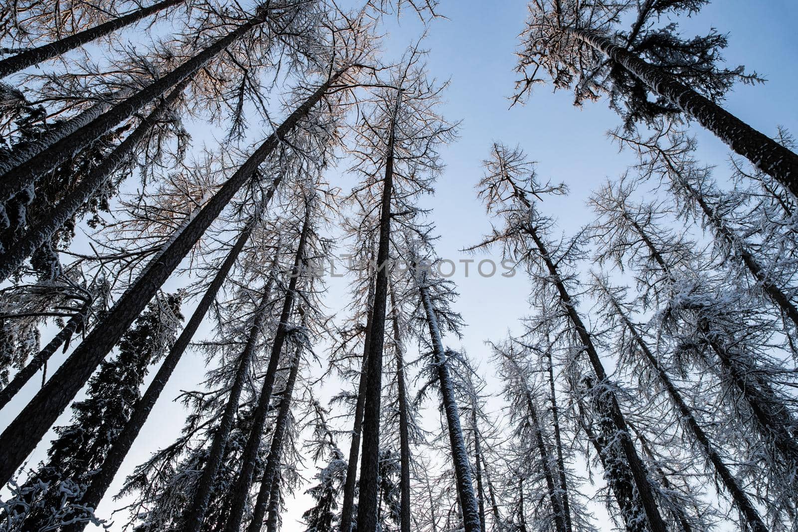 Winter tree tops viewed looking up at sunset. Bottom view trees. Blue sky. Trunks of larches. Forest abstract background. . High quality photo