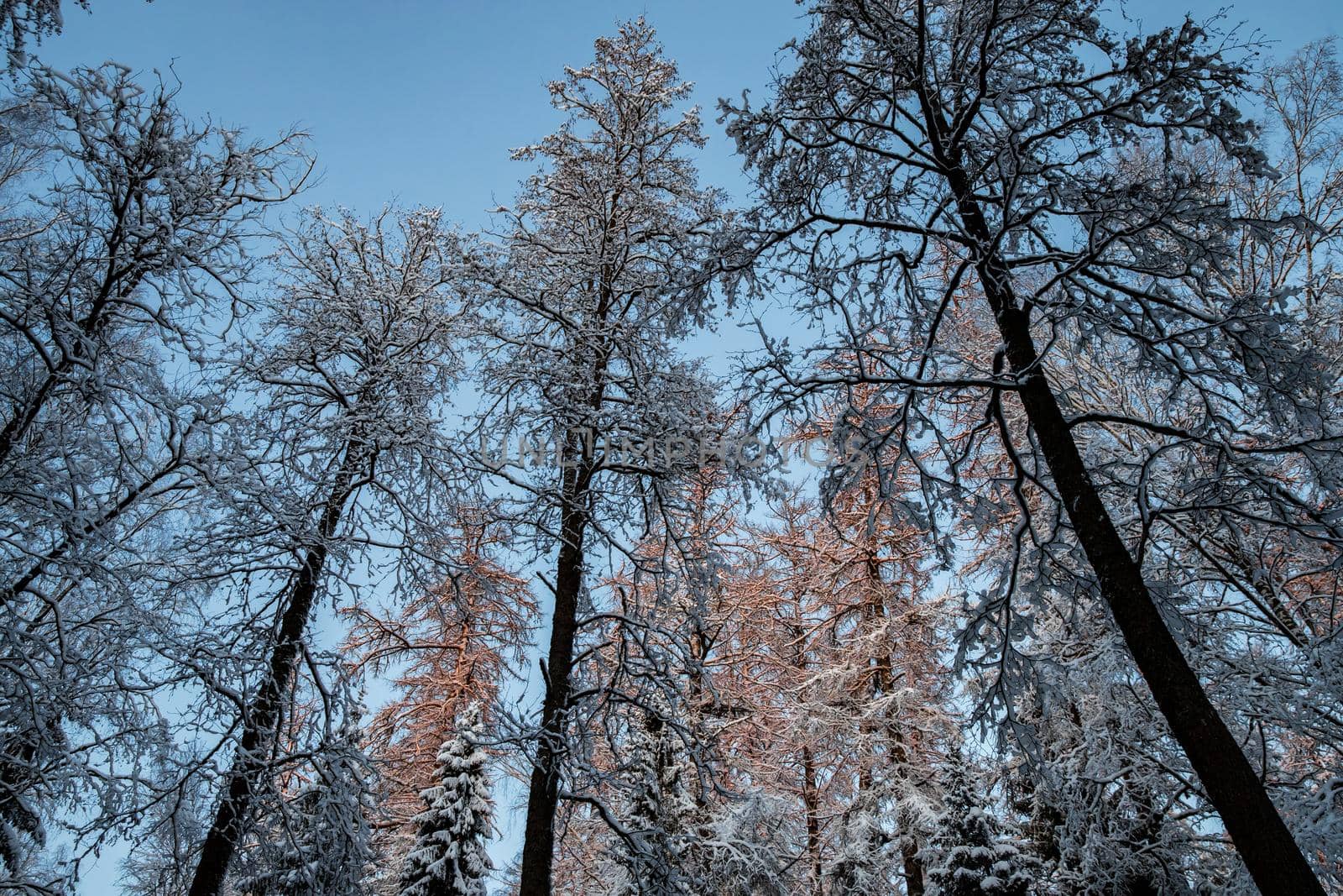 Winter tree tops viewed looking up at sunset. Bottom view trees. Blue sky. Trunks of larches. Forest abstract background. . High quality photo