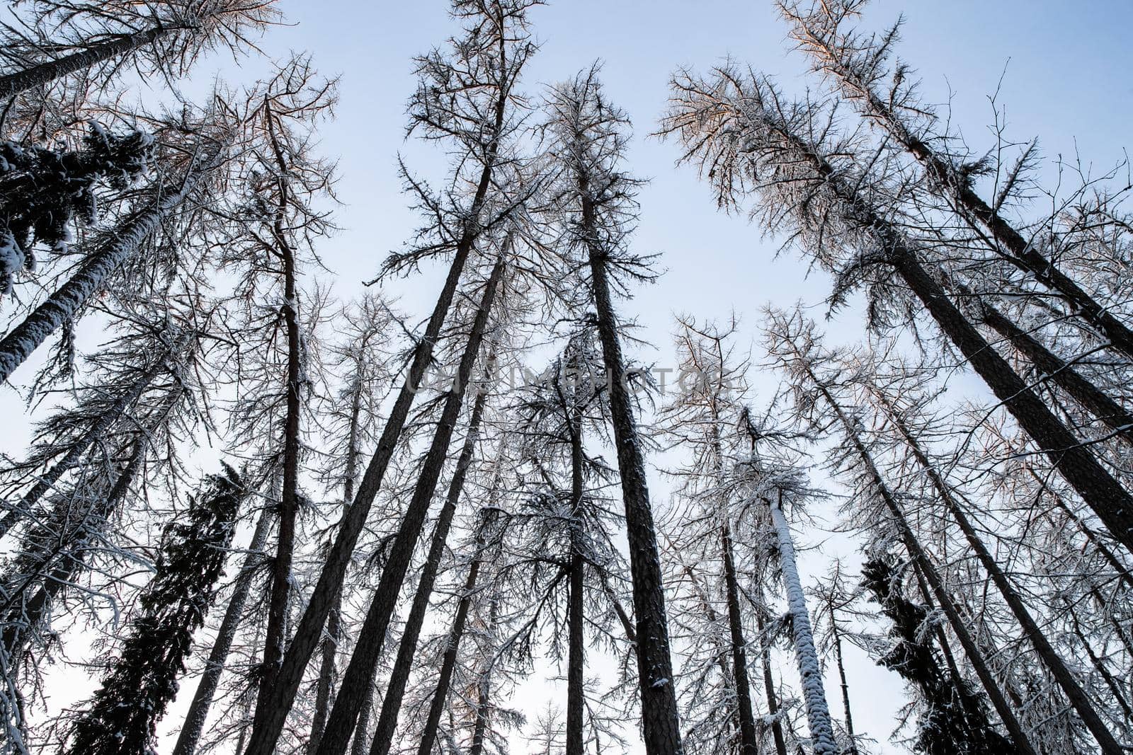 Winter tree tops viewed looking up at sunset. Bottom view trees. Blue sky. Trunks of larches. Forest abstract background. . High quality photo