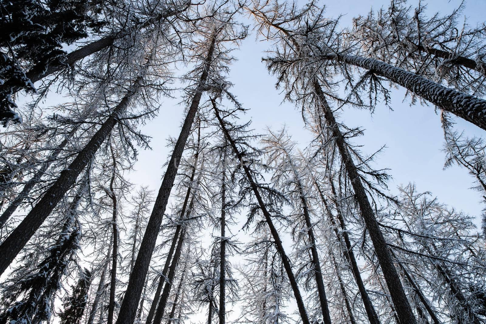 Winter tree tops viewed looking up at sunset. Bottom view trees. Blue sky. Trunks of larches. Forest abstract background. by vladimirdrozdin