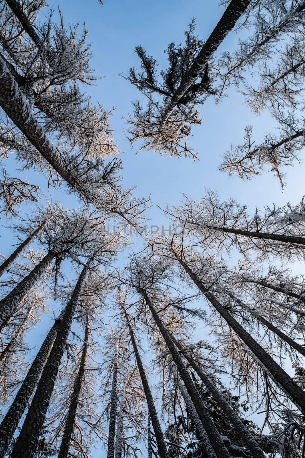 Winter tree tops viewed looking up at sunset. Bottom view trees. Blue sky. Trunks of larches. Forest abstract background. . High quality photo