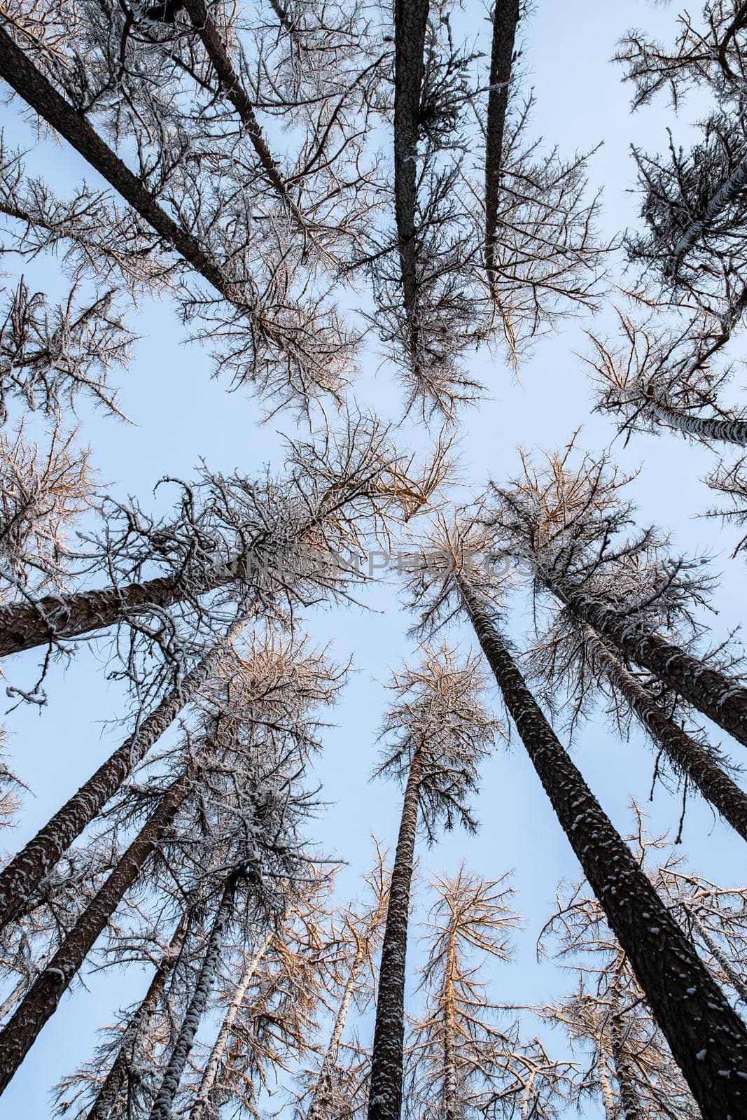 Winter tree tops viewed looking up at sunset. Bottom view trees. Blue sky. Trunks of larches. Forest abstract background. . High quality photo