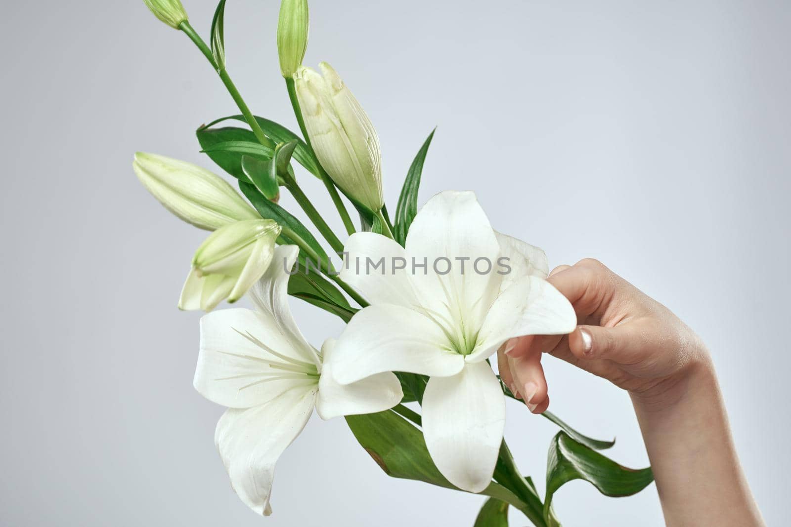 A bouquet of white flowers and female hands on a light background cropped view close-up by SHOTPRIME