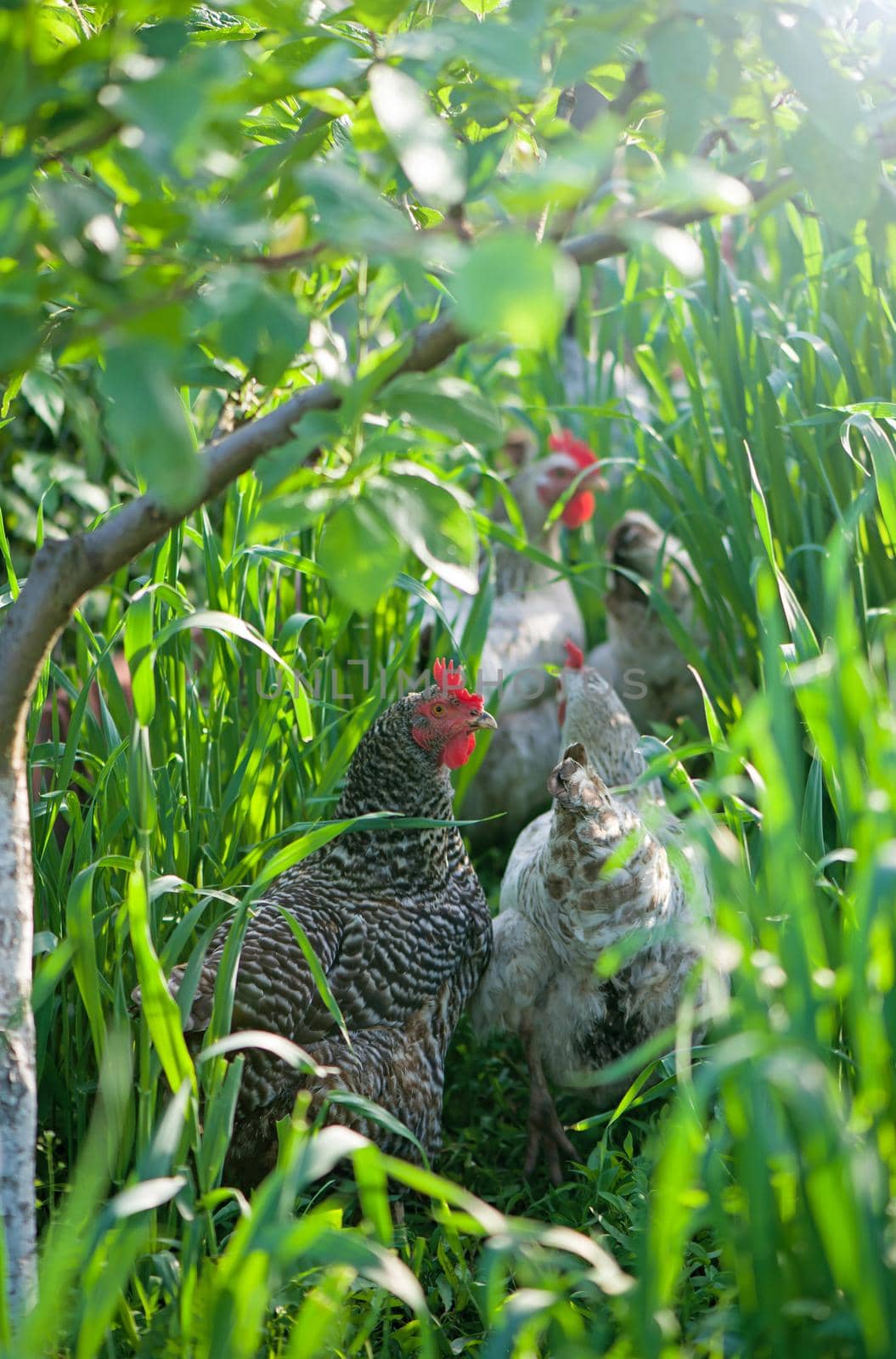 Rooster and Chickens. Free Range Cock and Hens.