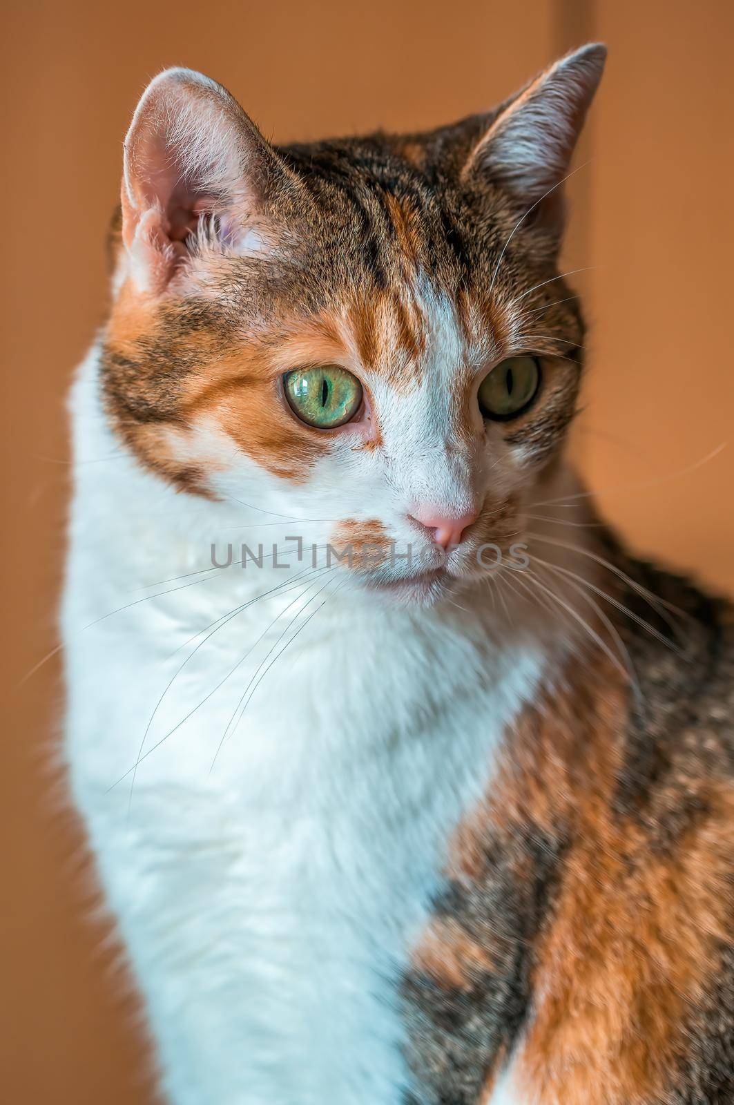 a cat enjoys the sunlight and relaxes