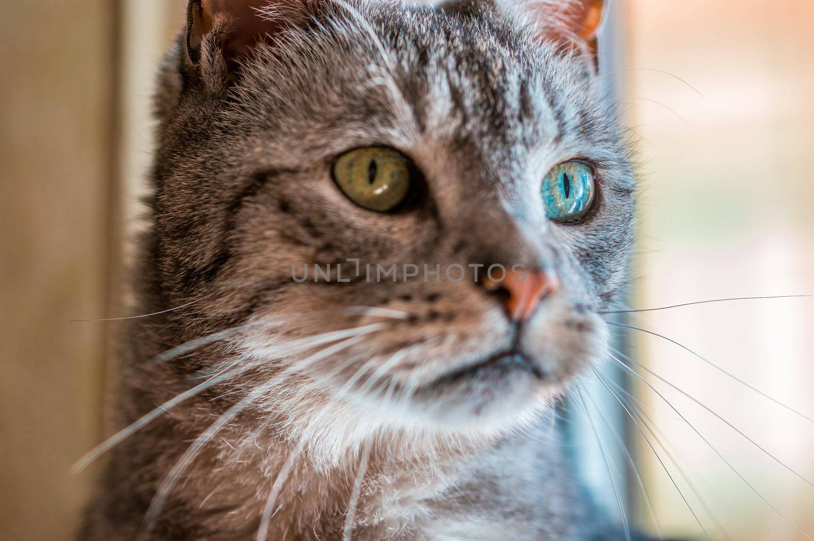 a cat enjoys the sunlight and relaxes