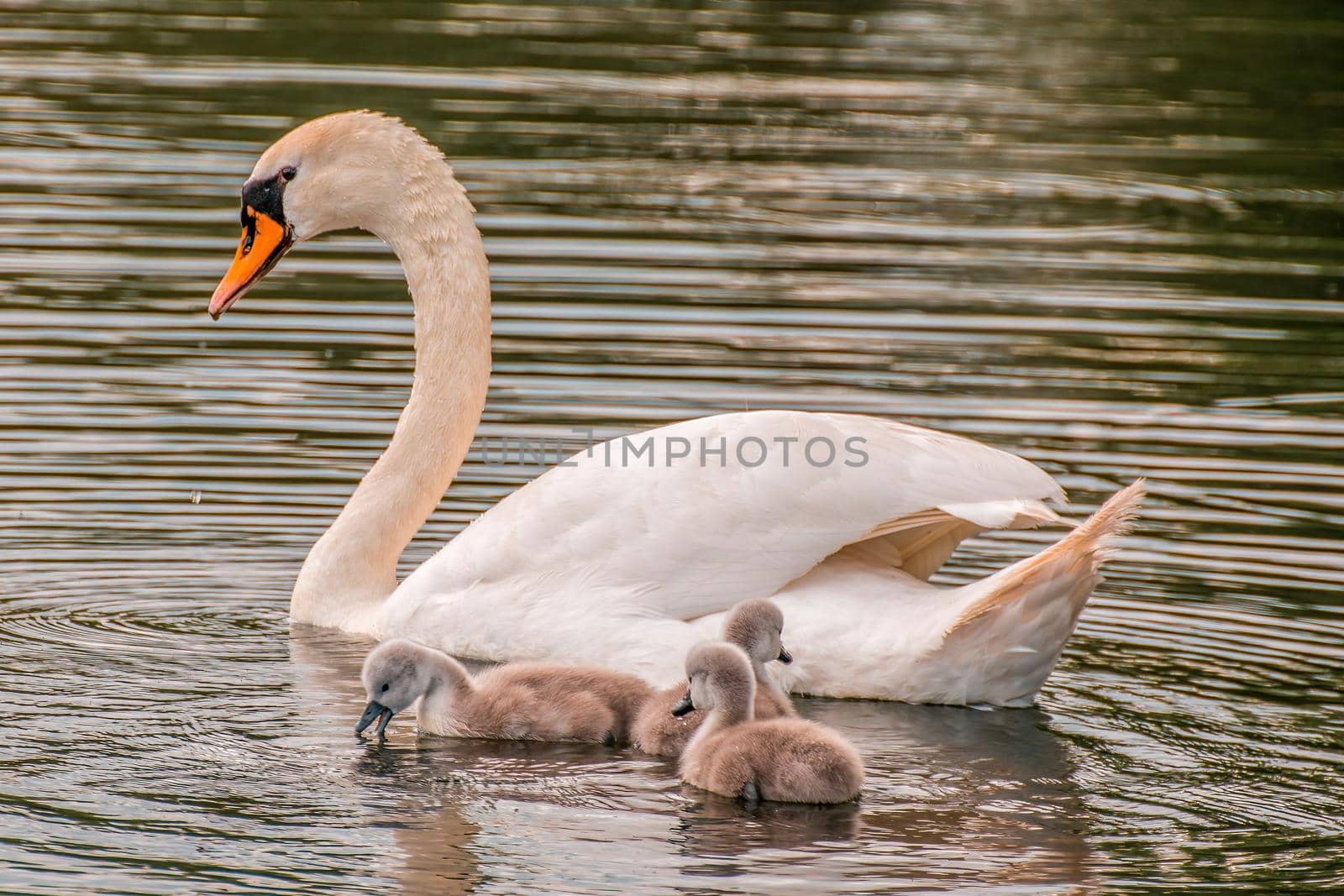 a young family of swans is having fun in a pond and is learning from their parents