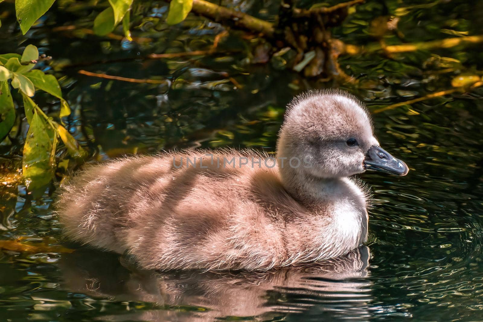 a young family of swans is having fun in a pond and is learning from their parents