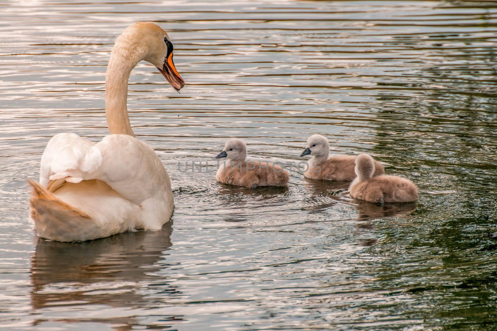 a young family of swans is having fun in a pond and is learning from their parents