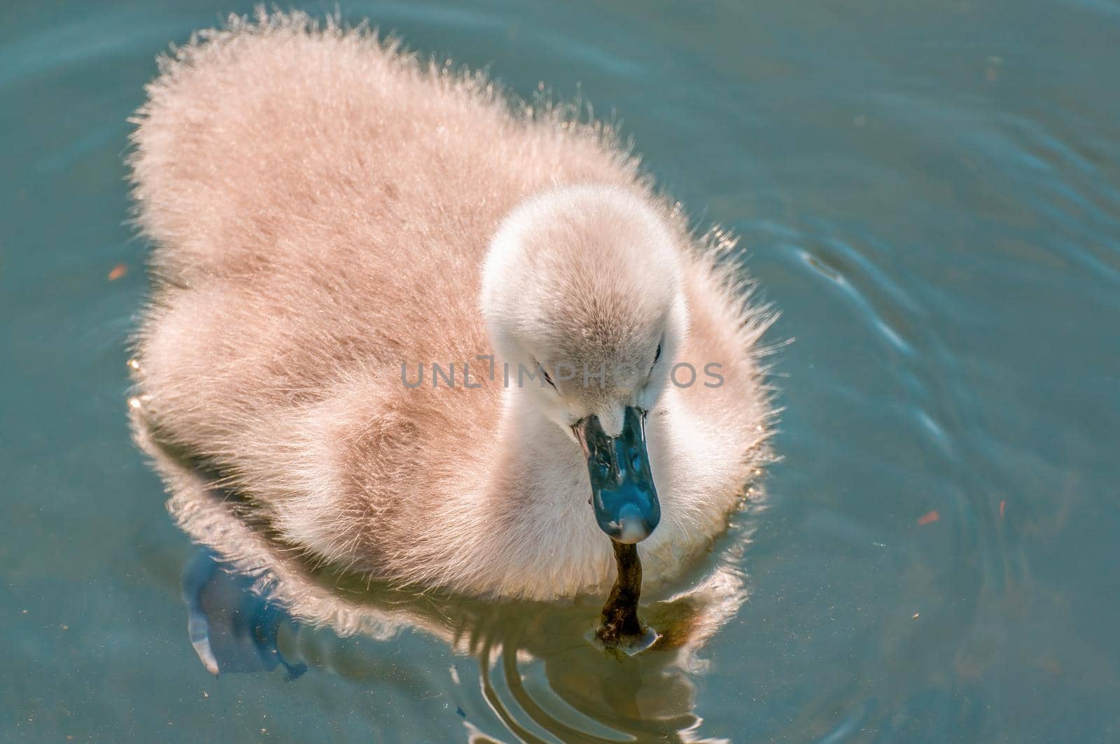 a young family of swans is having fun in a pond and is learning from their parents