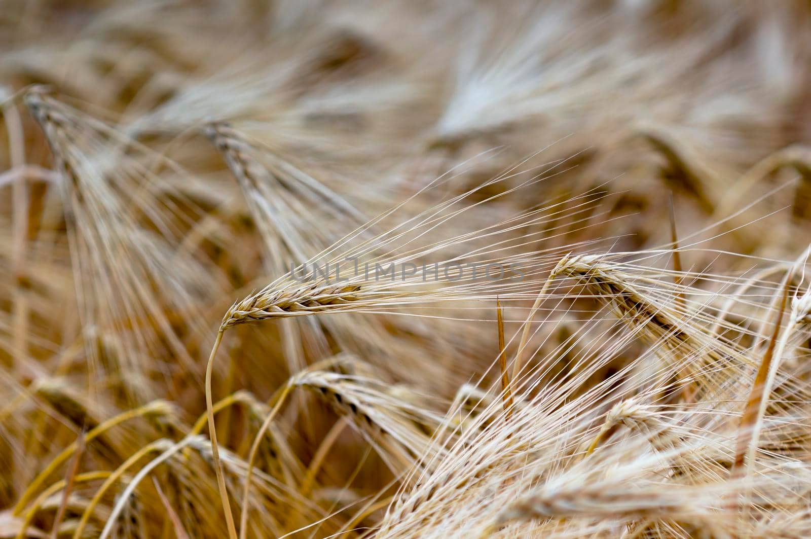 golden ears of barley are lit by the sun in a field
