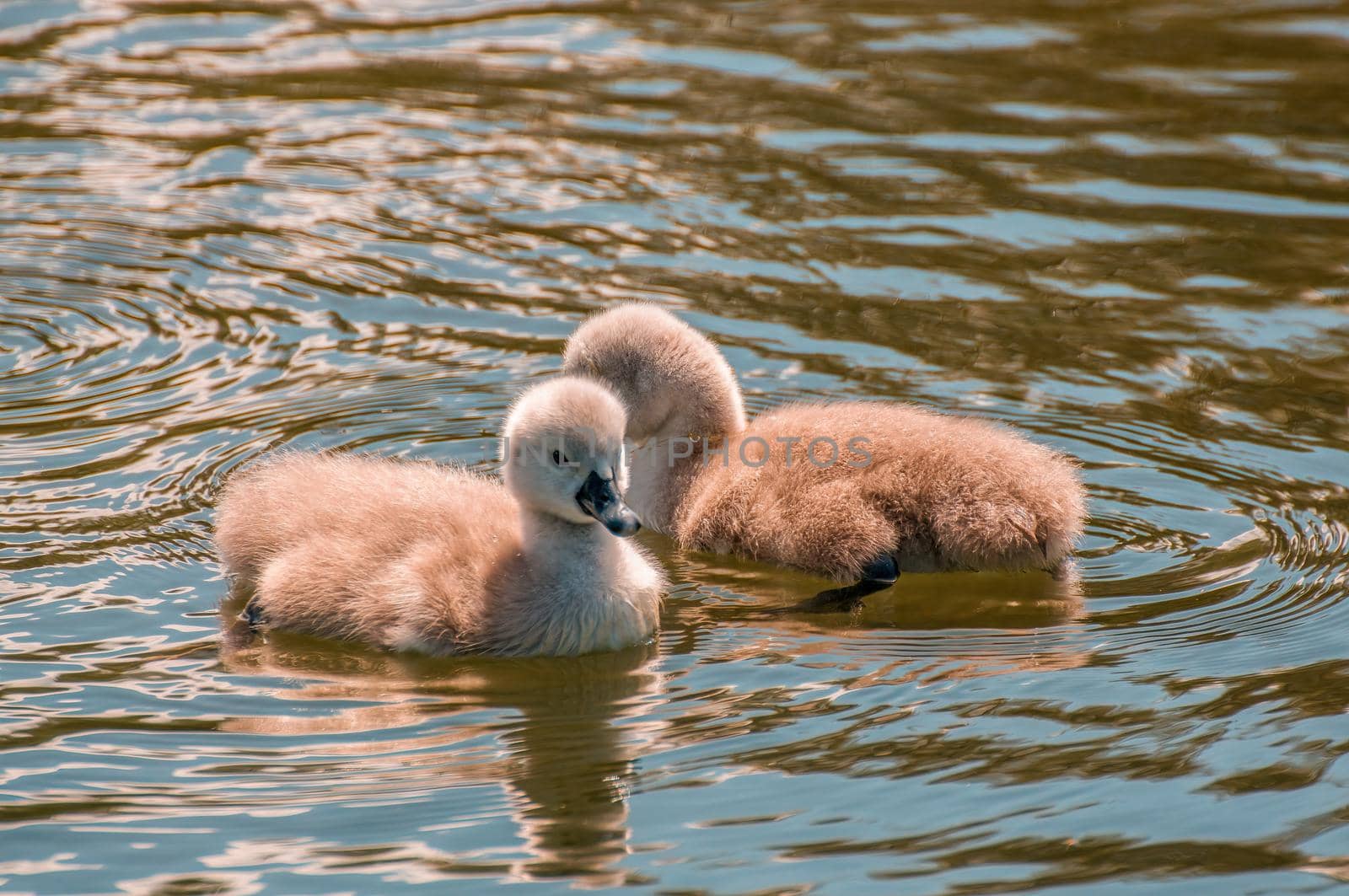 a young family of swans is having fun in a pond and is learning from their parents