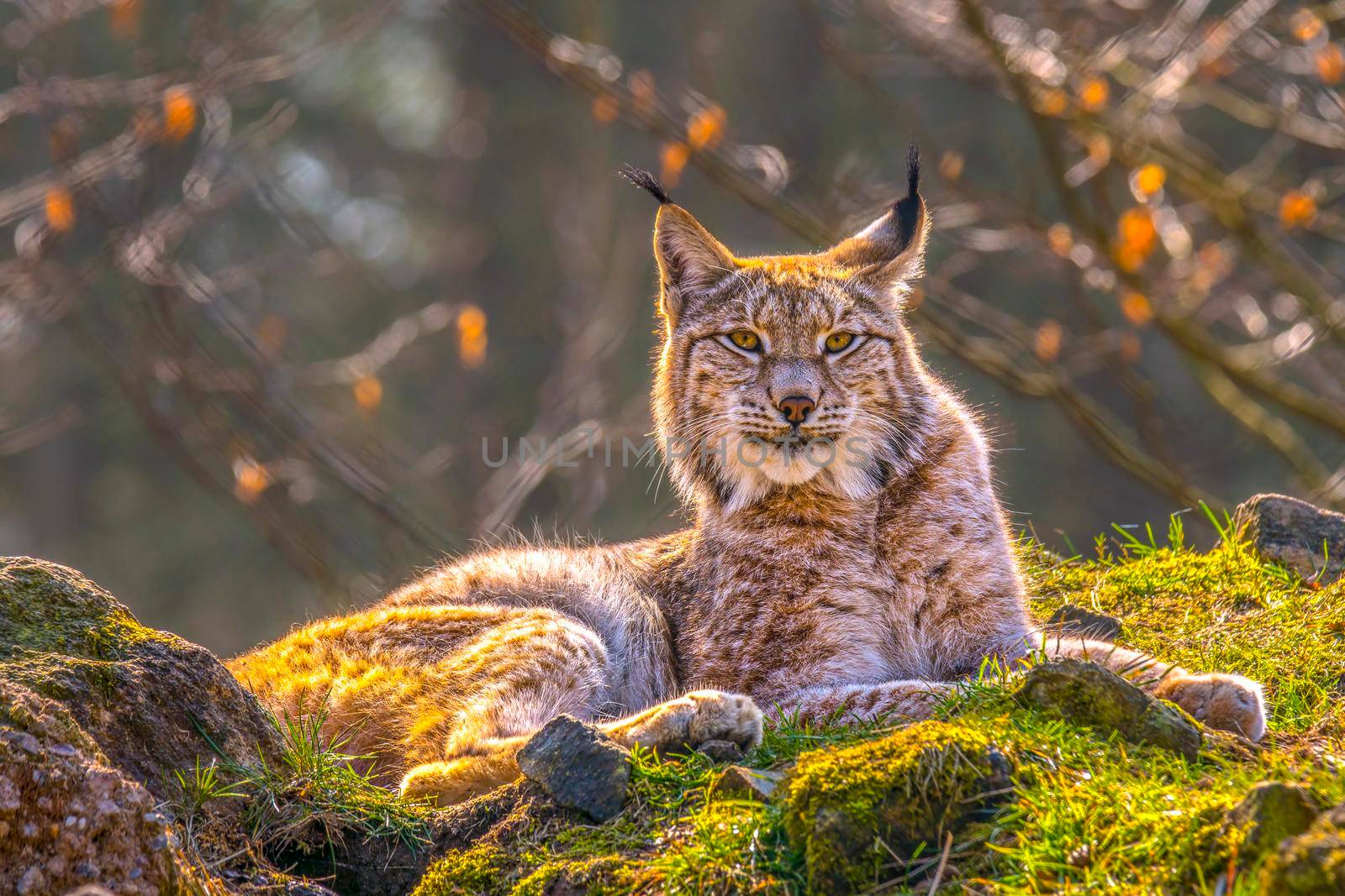 cute young lynx in the colorful wilderness forest