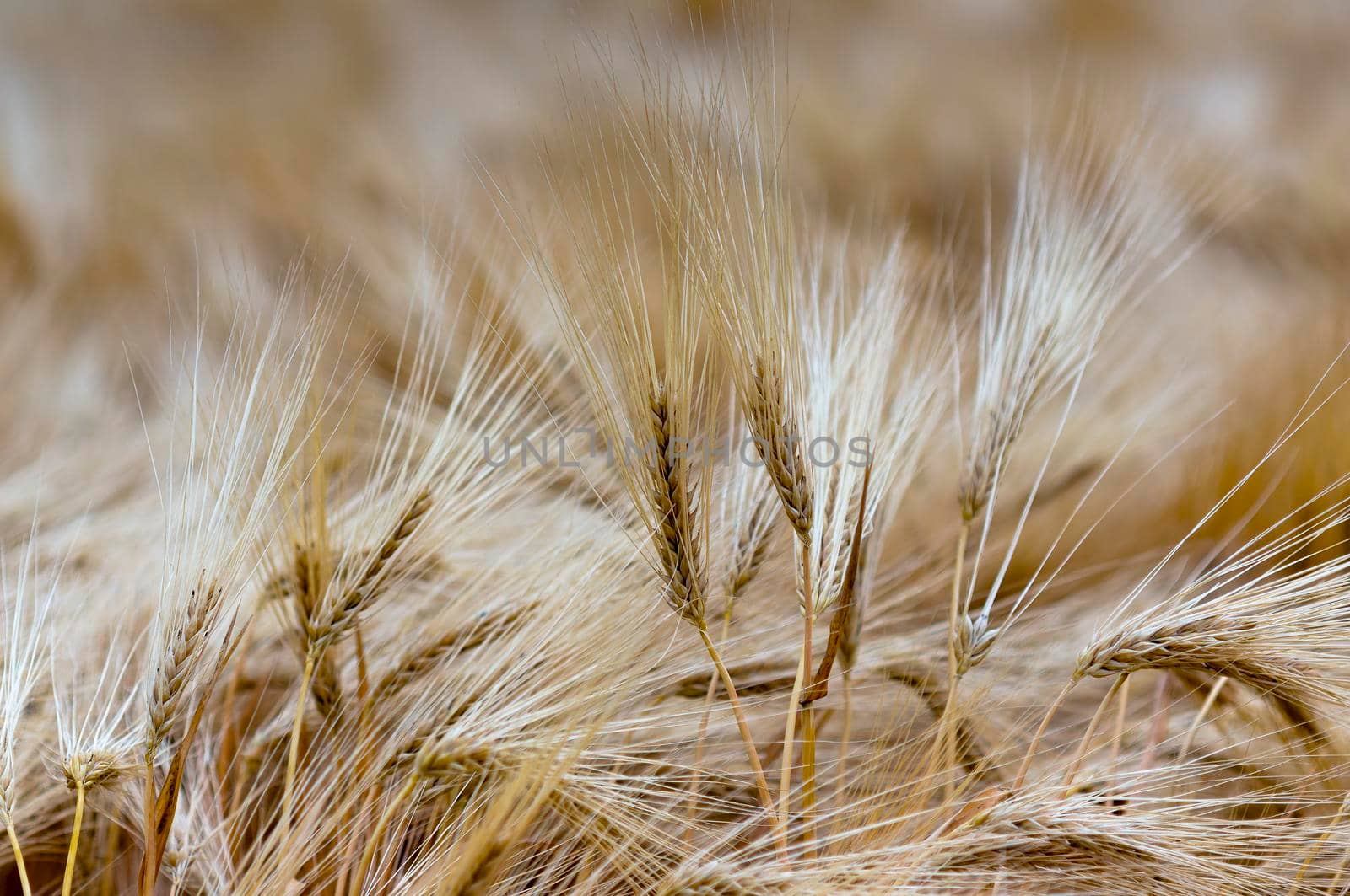 golden ears of barley are lit by the sun in a field