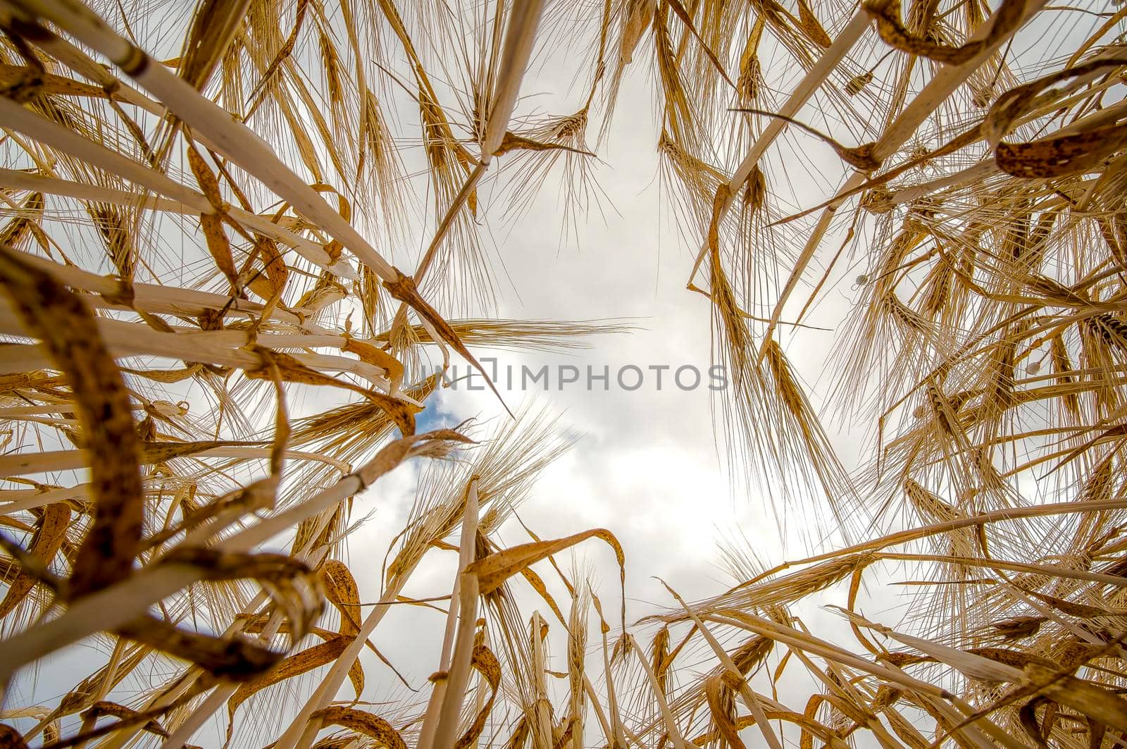 golden ears of barley are lit by the sun in a field