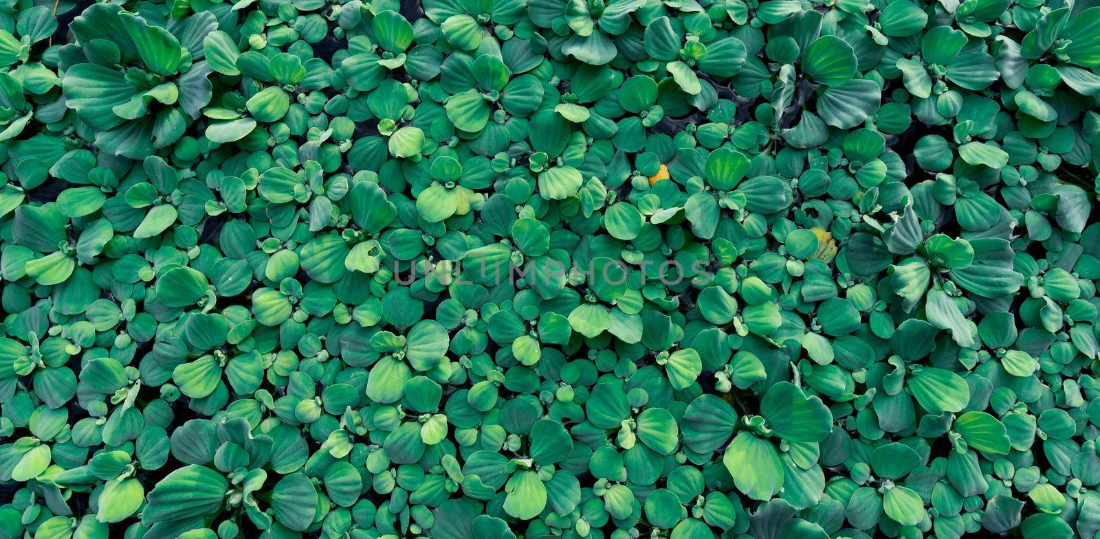 Top view green leaves of water lettuce floating on water surface. Pistia stratiotes or water lettuce is aquatic plant. Invasive species. Closeup leaf of water lettuce pond plants. Nature banner.