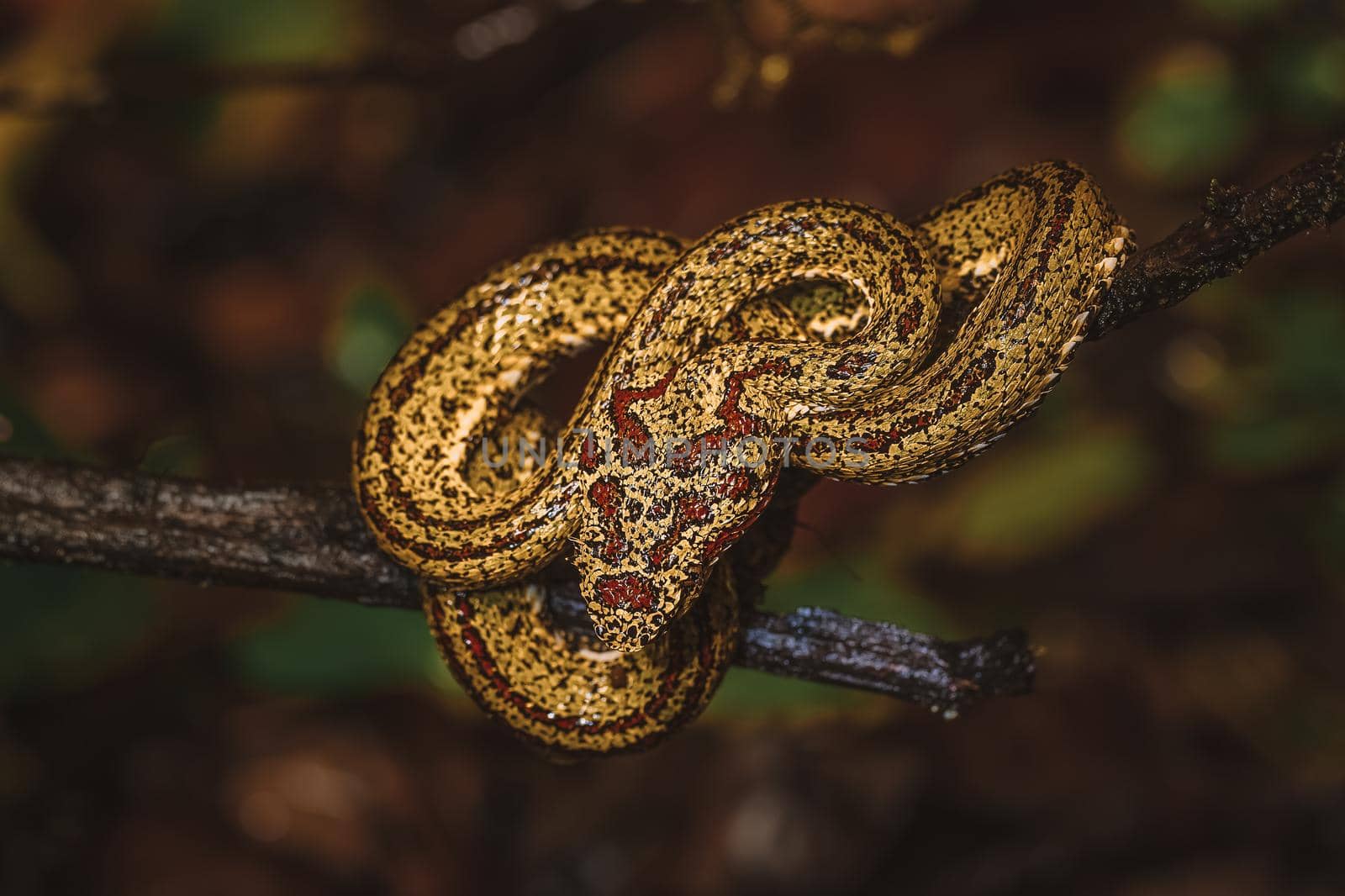 Wild Snake by Anna_Omelchenko