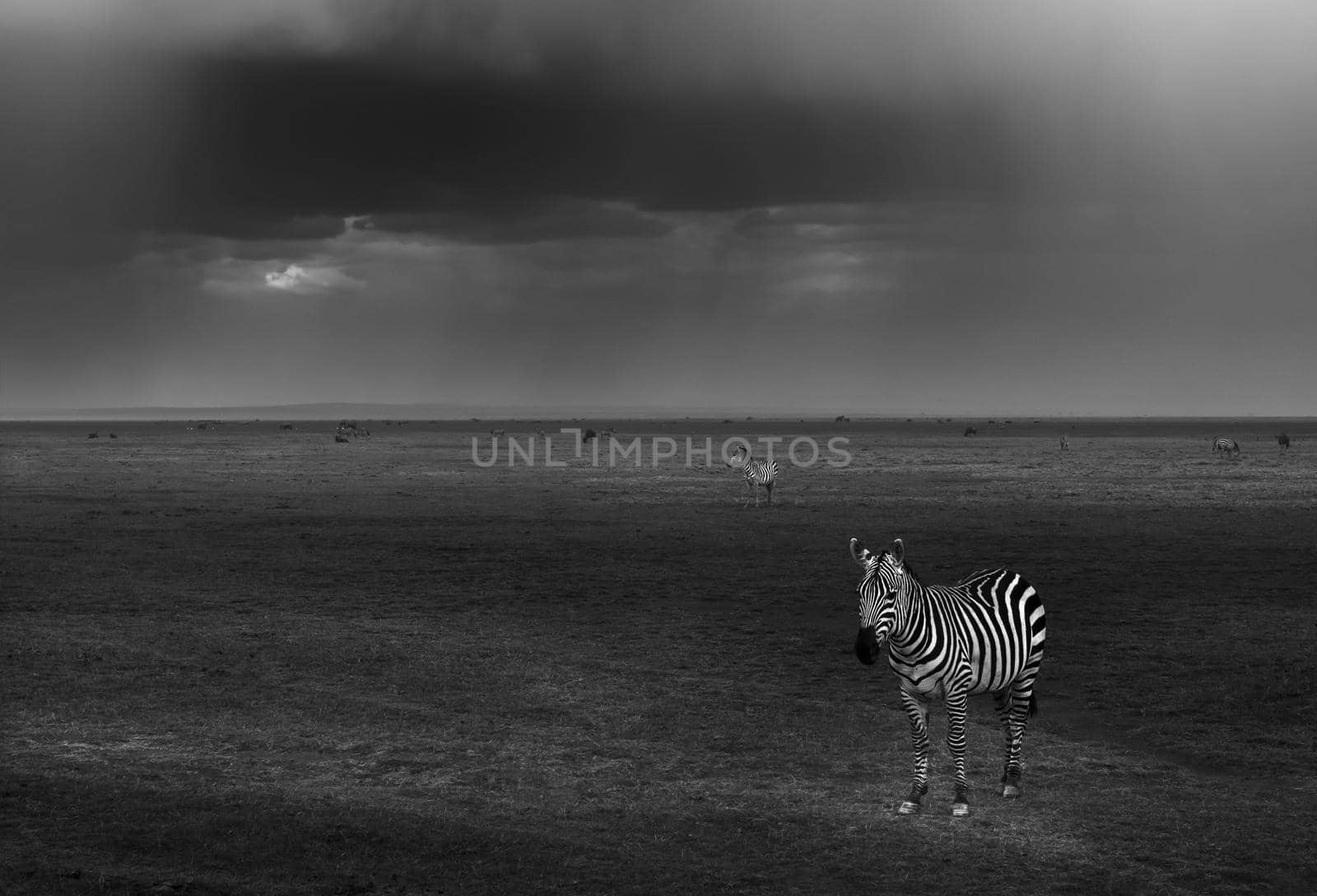 Zebras in the Pasture by Anna_Omelchenko