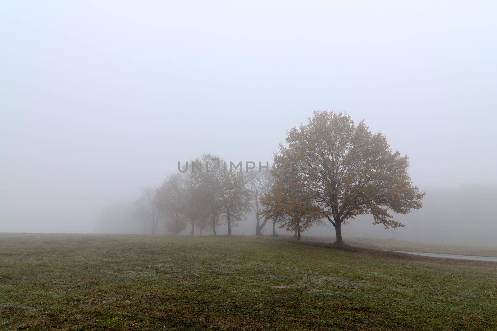 Autumn trees in the fog