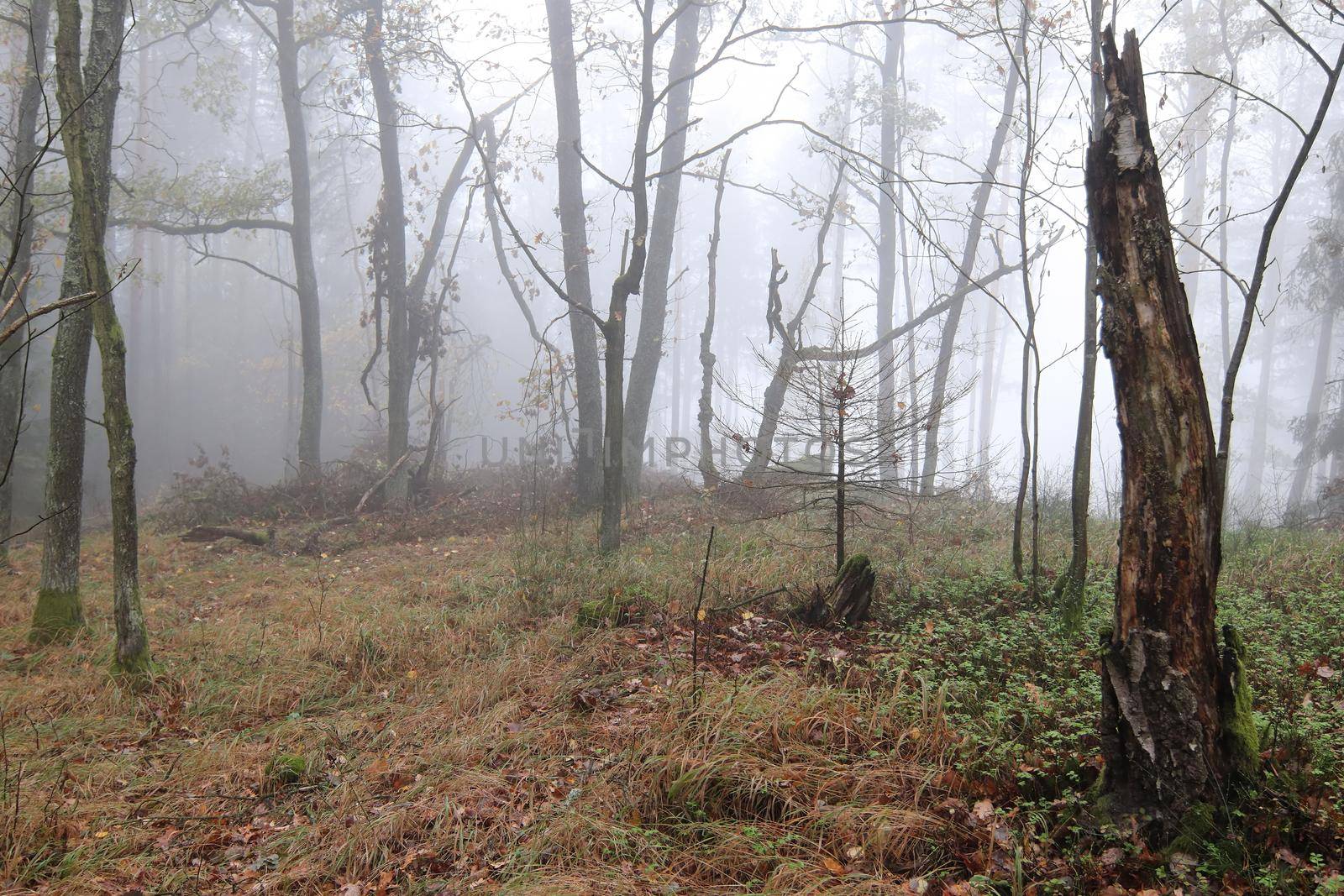 Fog in the haunted autumn forest