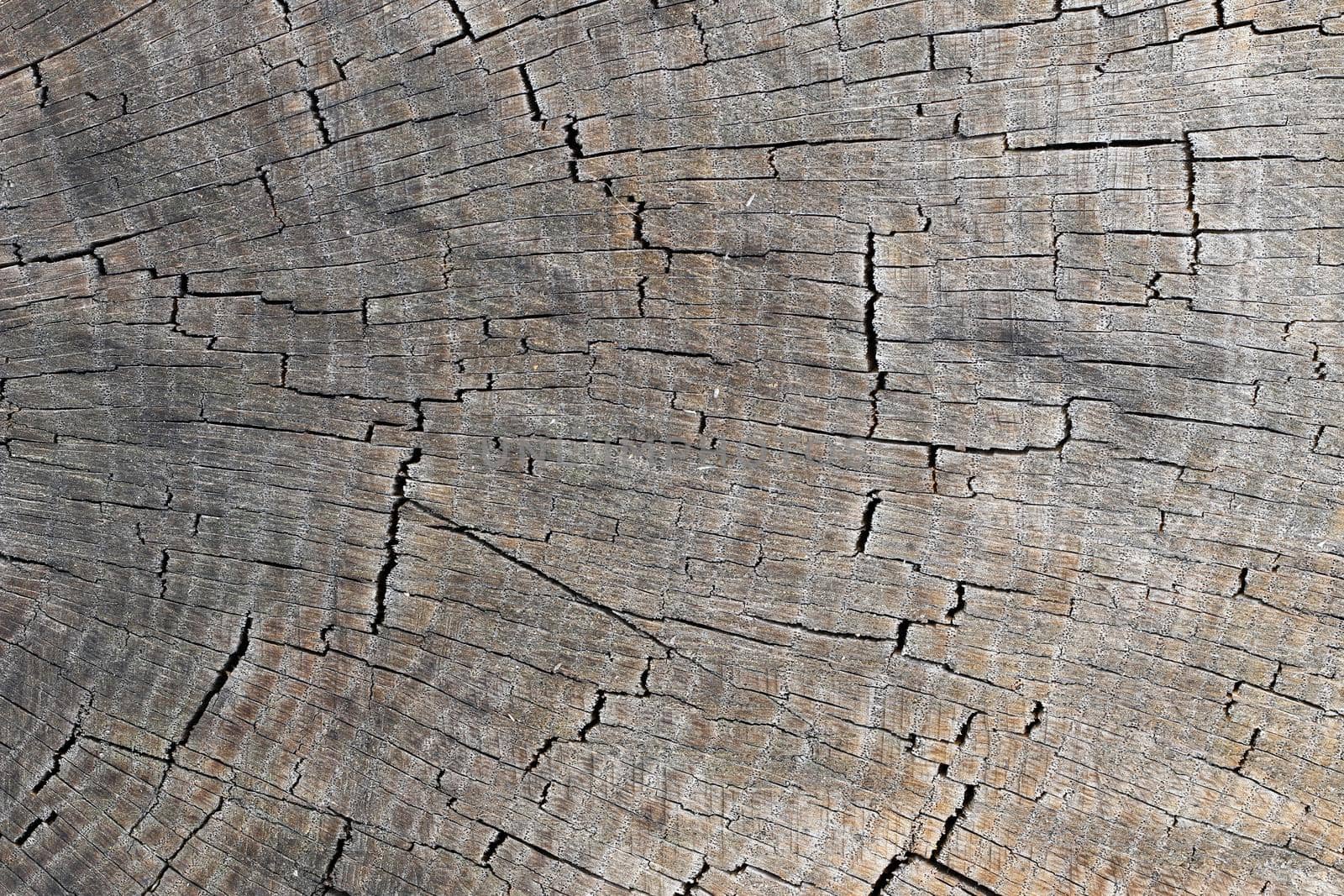 Detail of the cut tree trunk - annular rings