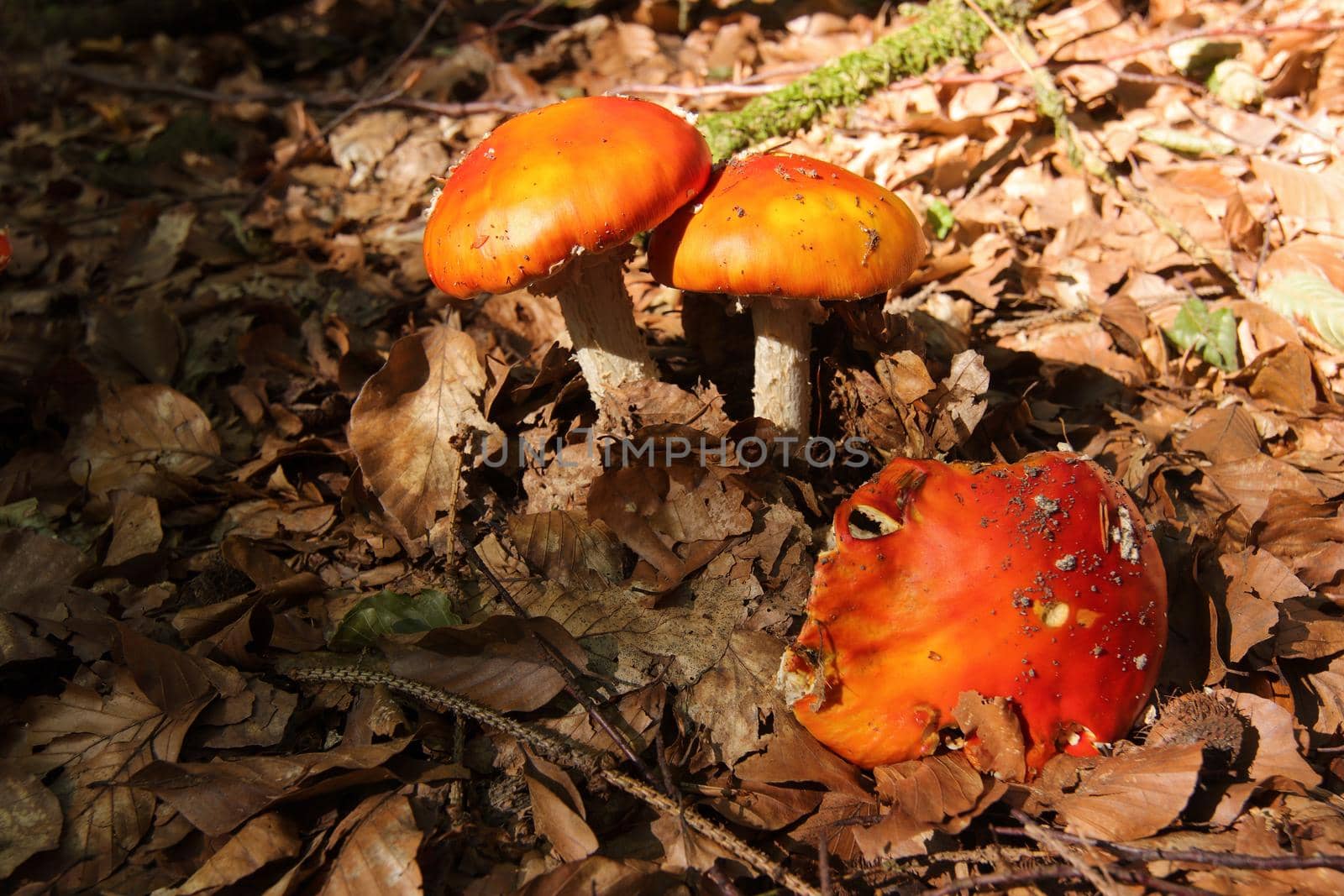 Detail of the fly poison amanita - amanita muscaria - poisonous mushroom