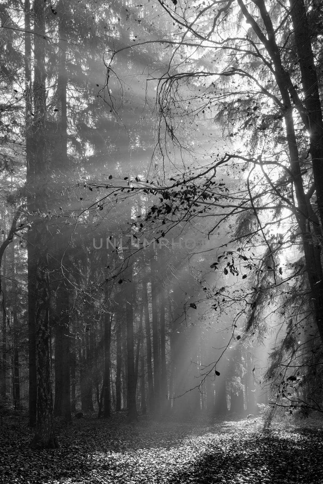 Sunbeams in the morning forest in black and white by Mibuch