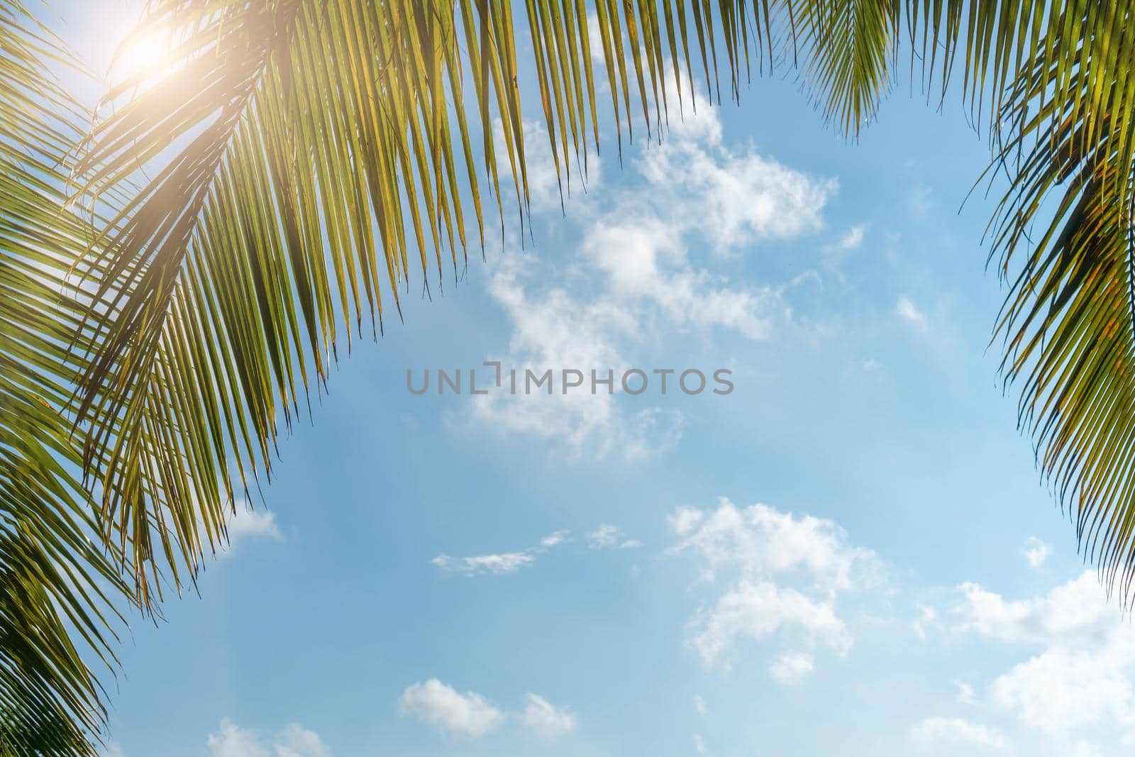 Tropical palm coconut trees on sunset sky flare and blue sky background. by Suwant