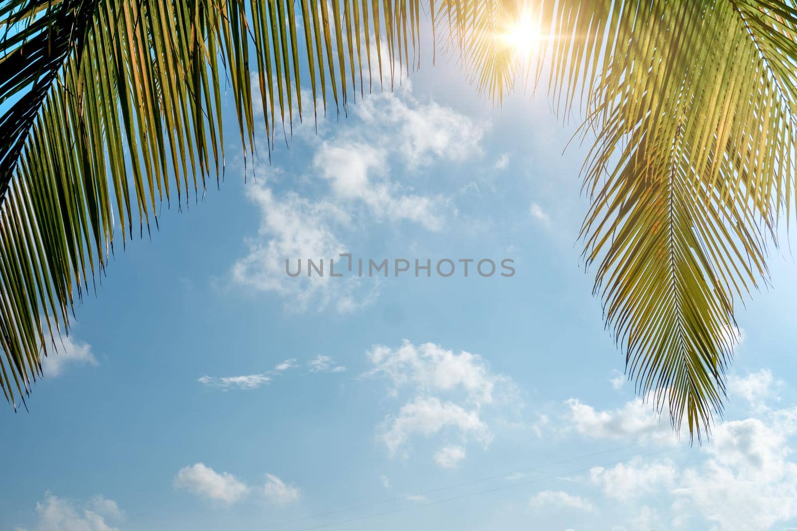 Tropical palm coconut trees on sunset sky flare and bokeh nature blue sky background.