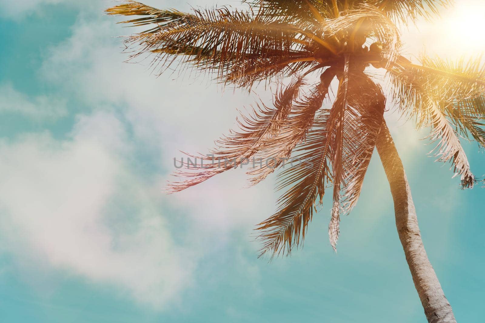 Tropical palm coconut trees on sunset sky flare and blue sky background. by Suwant