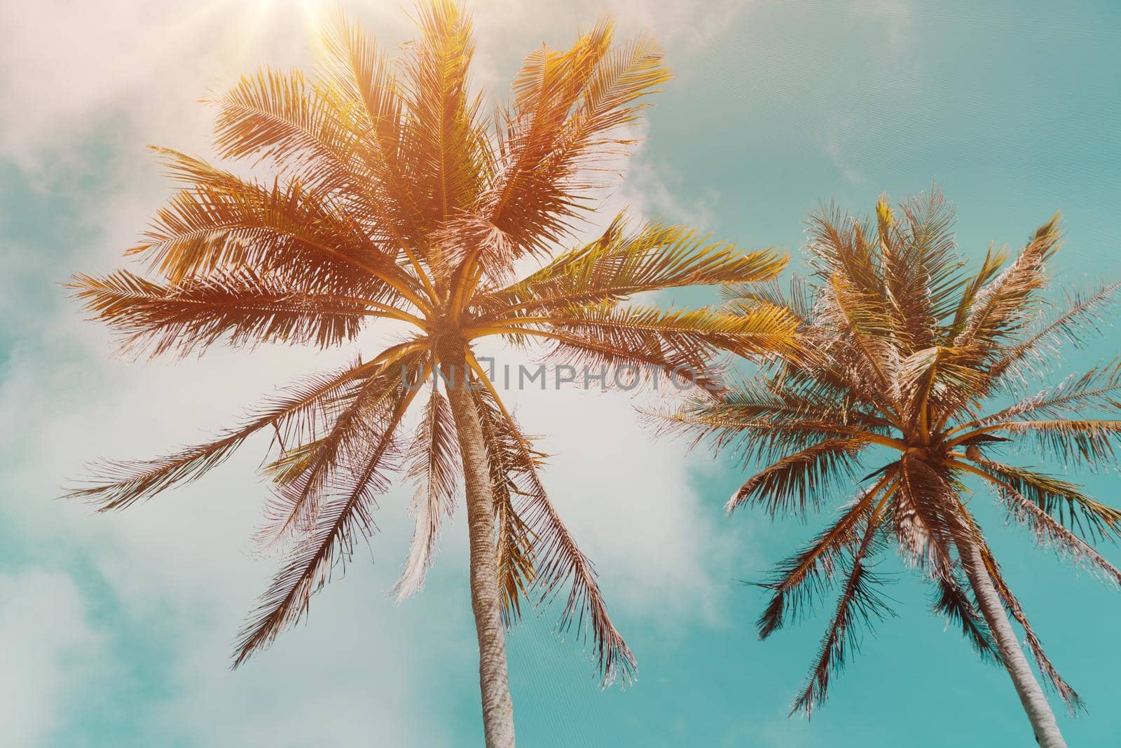 Tropical palm coconut trees on sunset sky flare and bokeh nature blue sky background.