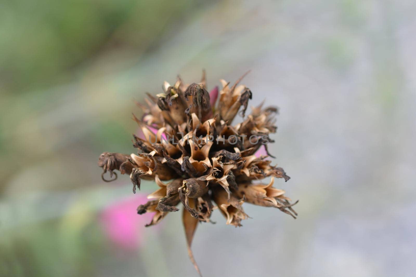 Croatian carnation empty seed pods - Latin name - Dianthus giganteus subsp. croaticus