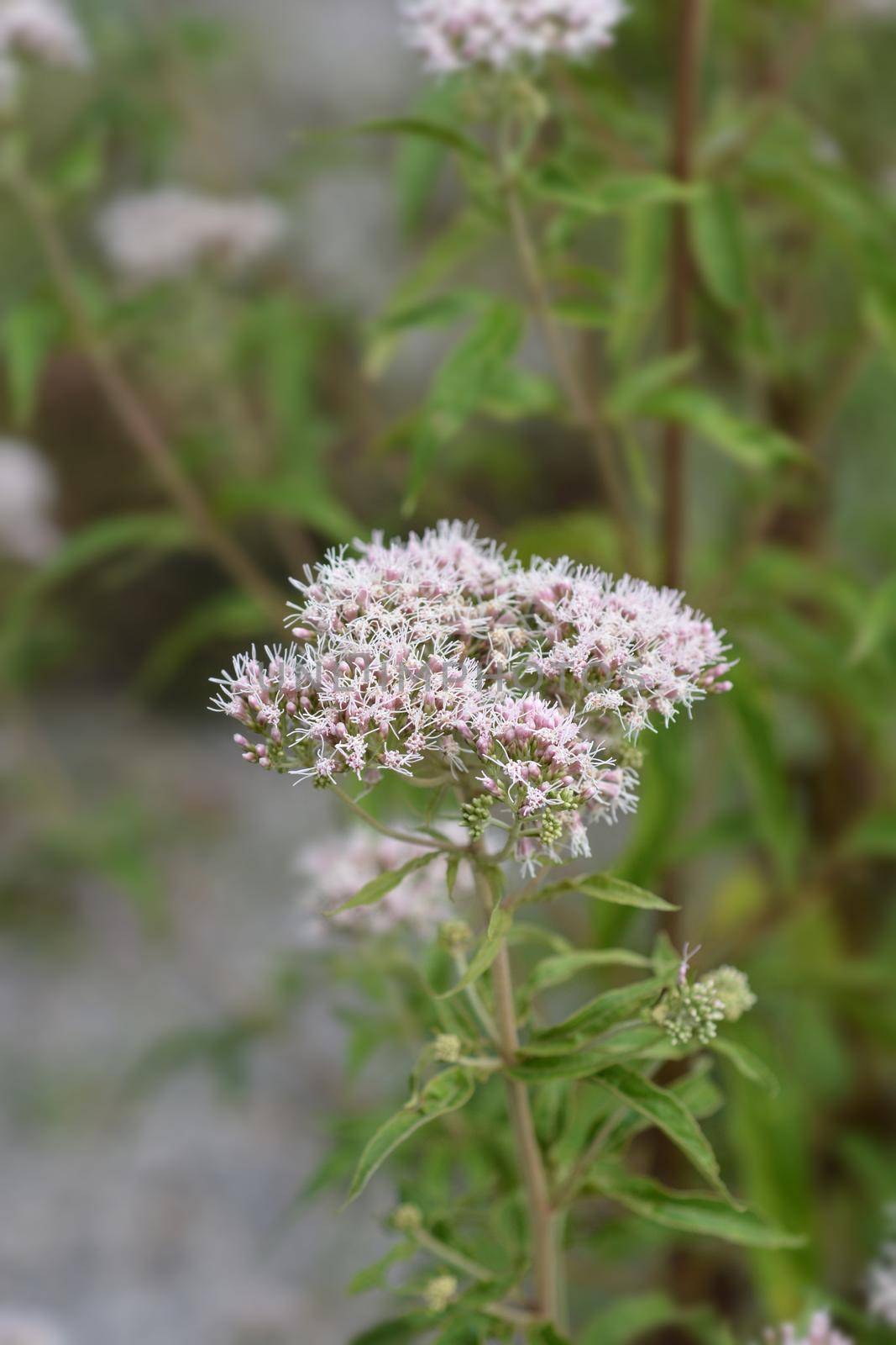 Hemp agrimony flowers - Latin name - Eupatorium cannabinum