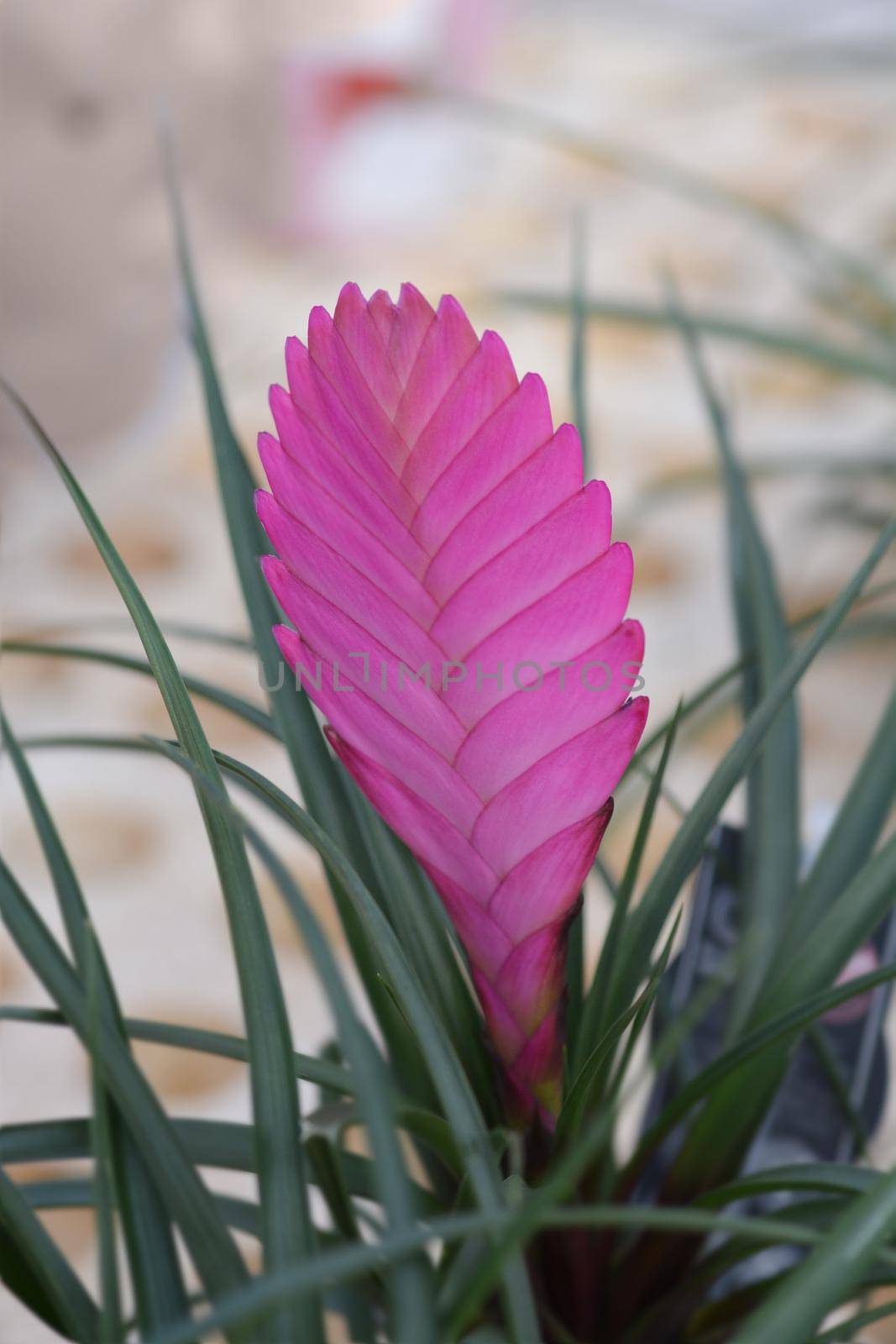 Pink quil - Latin name - Tillandsia cyanea