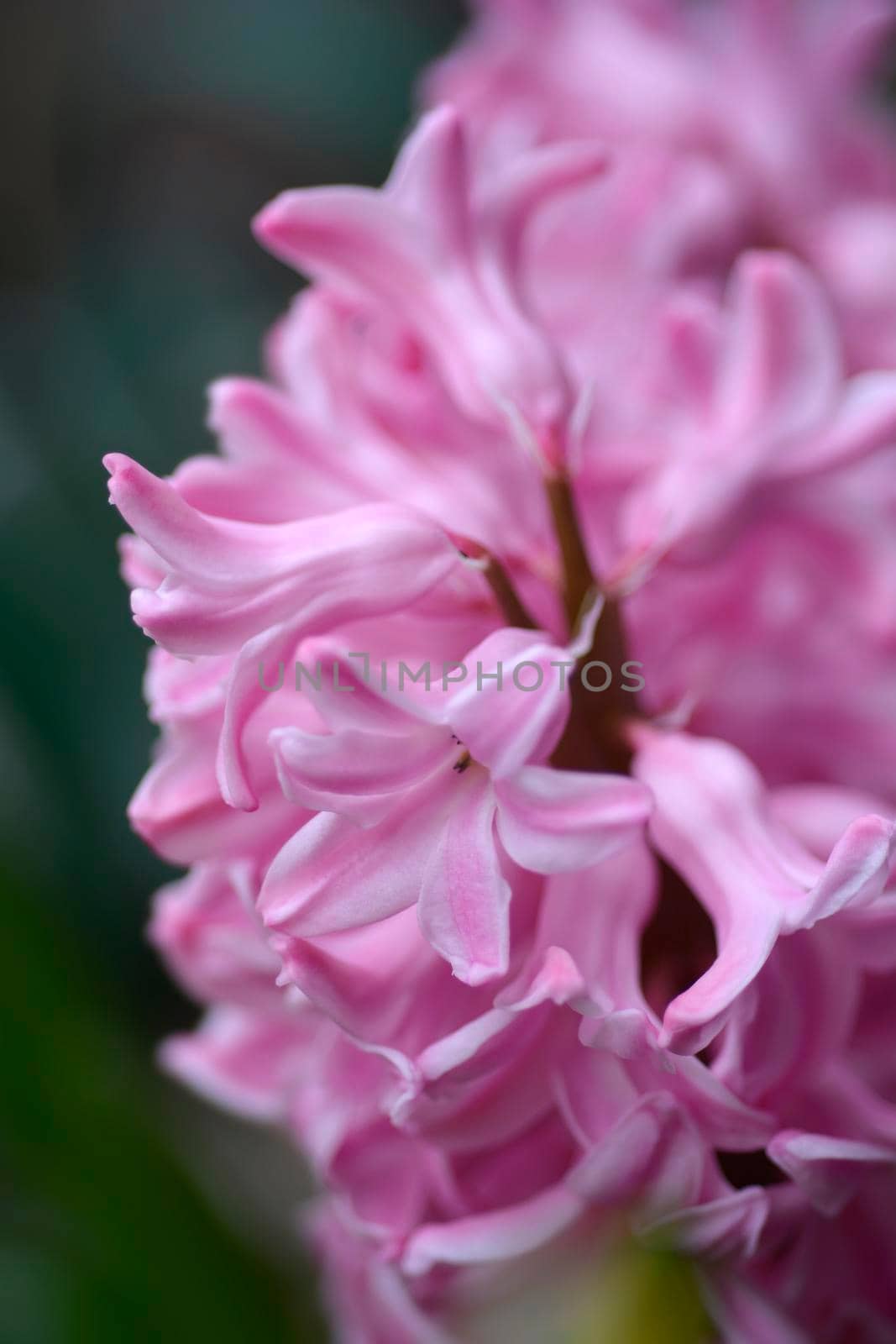 Common hyacinth flower - Latin name - Hyacinthus orientalis
