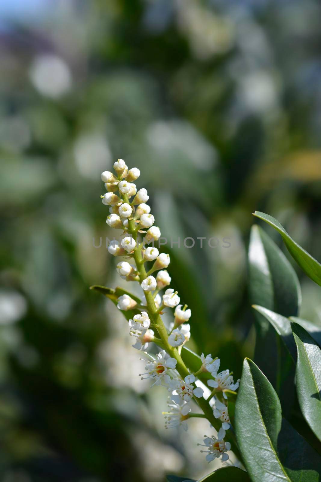 Laurel cherry flowers - Latin name - Prunus laurocerasus