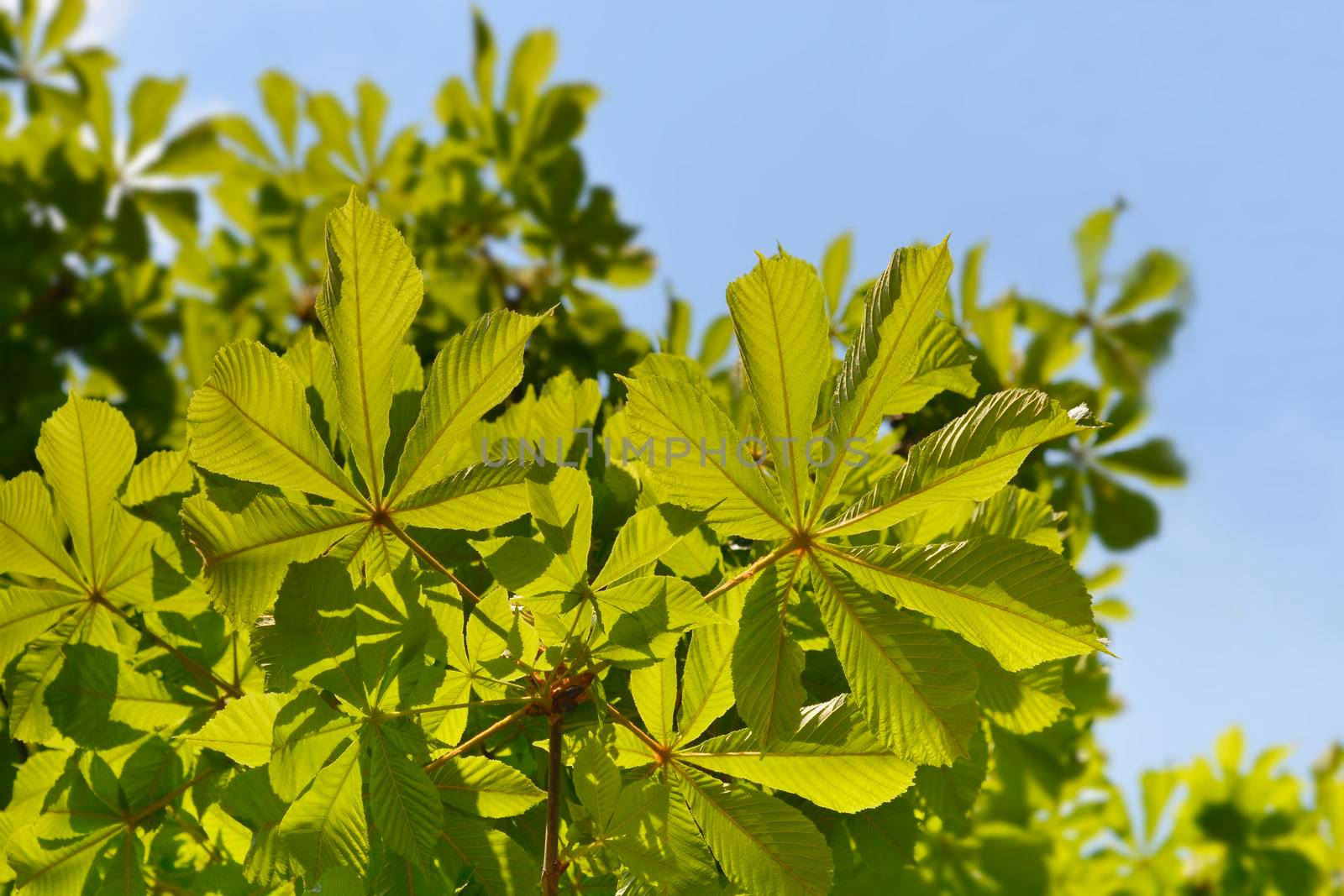 Common horse chestnut new leaves - Latin name - Aesculus hippocastanum