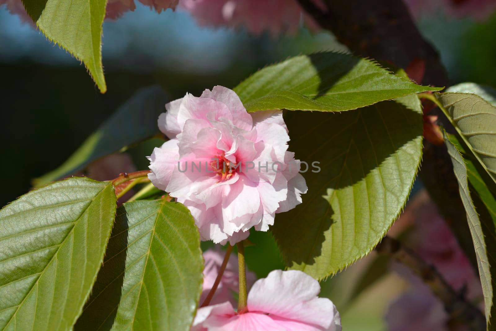 Japanese flowering cherry Kanzan by nahhan