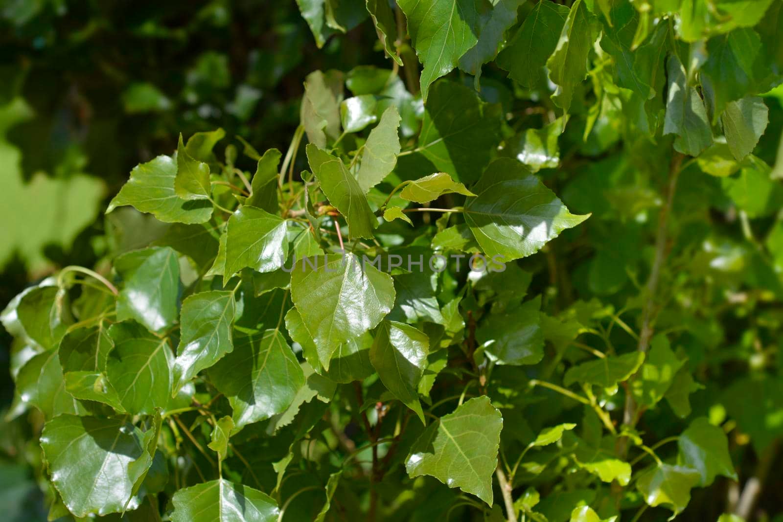 Lombardy poplar - Latin name - Populus nigra var. italica
